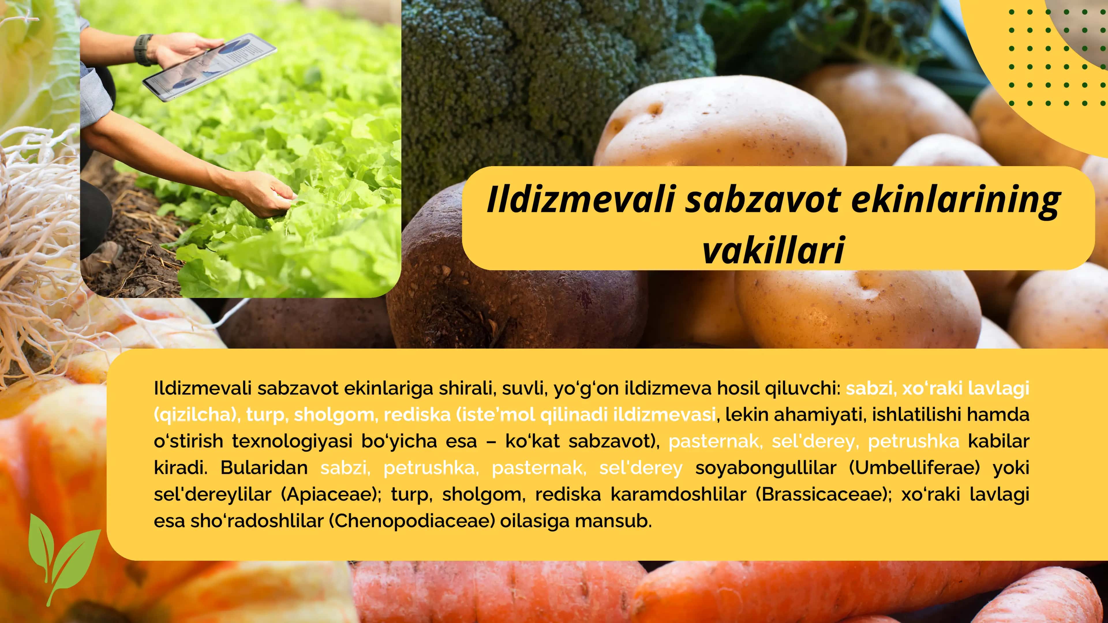 Ildizmeva sabzavot ekinlari 3