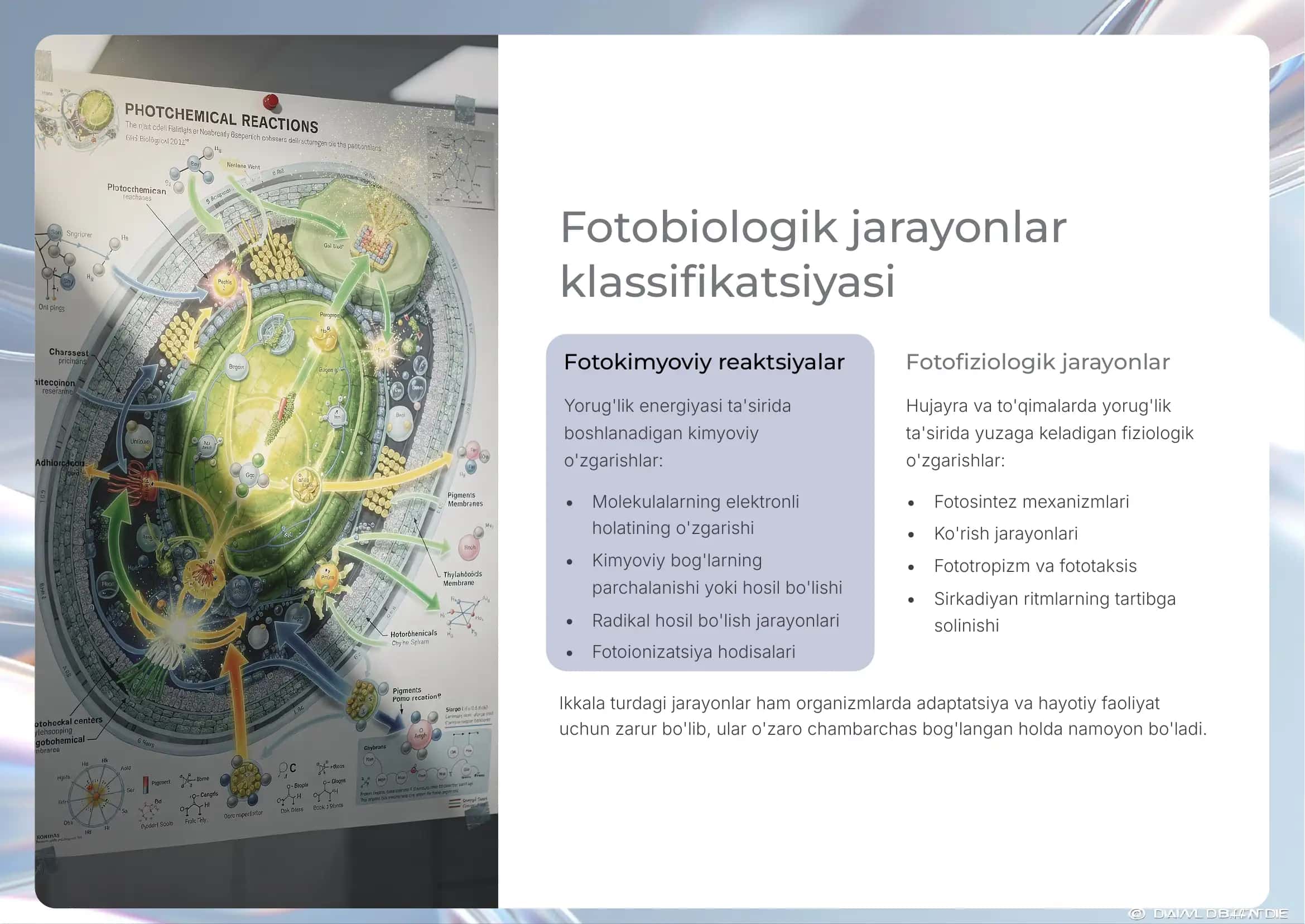 Fotobiologik Jarayonlar 3