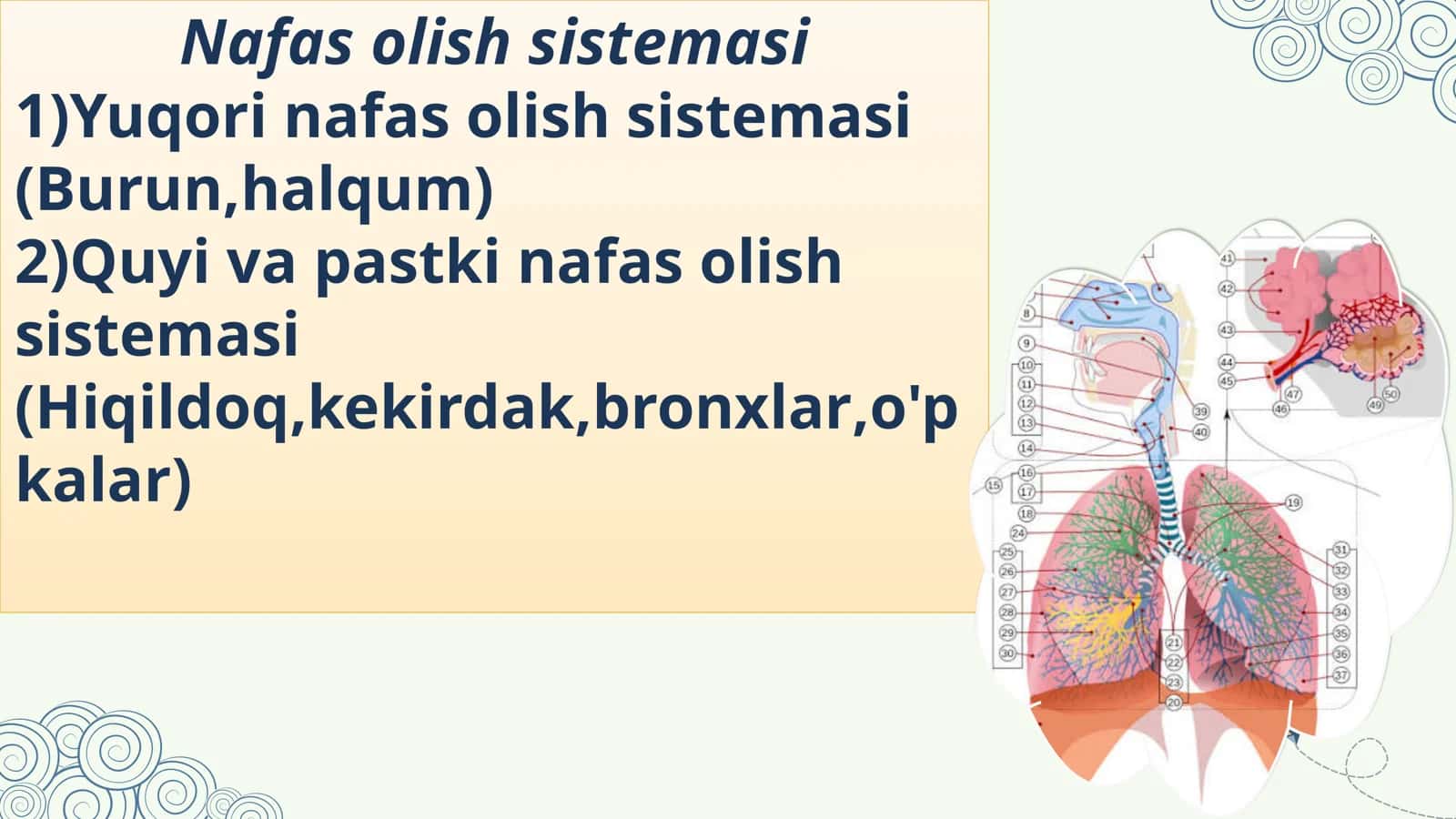 Bolalar nafas tizimi kasalliklari semiotikasi va sindromlari 3