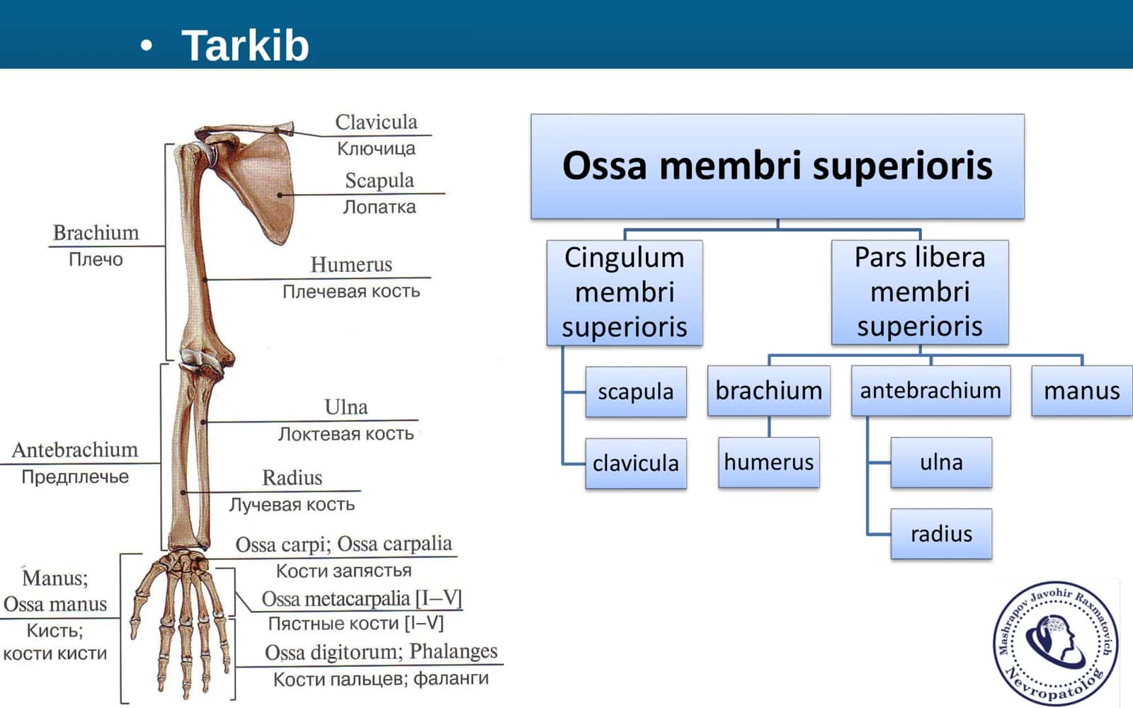 Osteologiya Dars 3 3