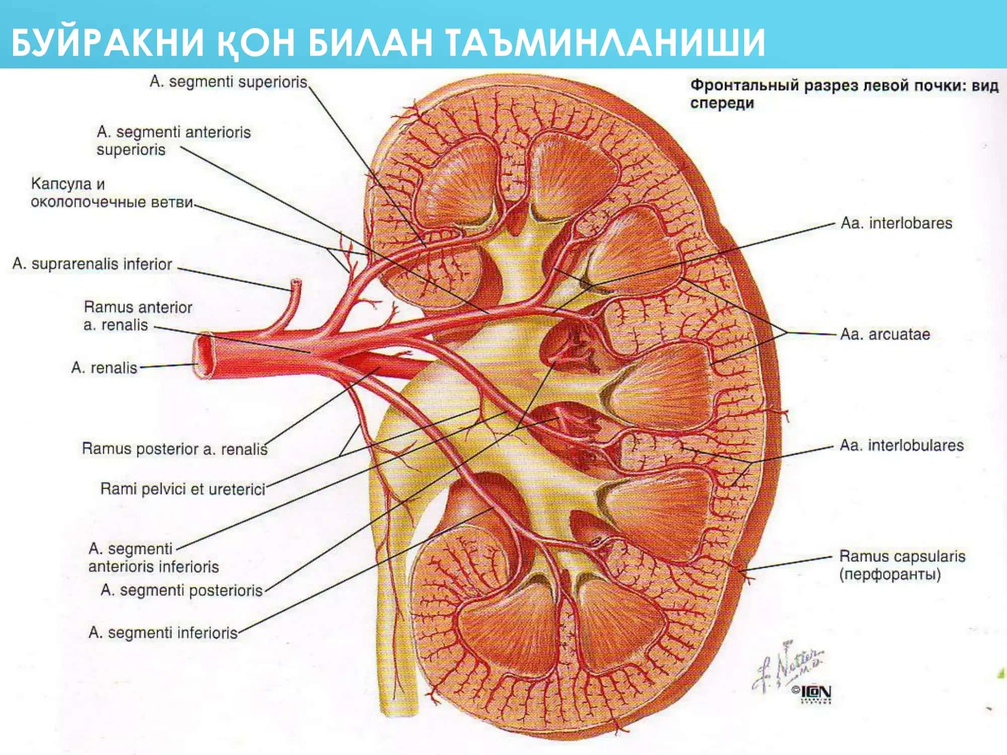 СУРУНКАЛИ ПИЕЛОНЕФРИТ 3