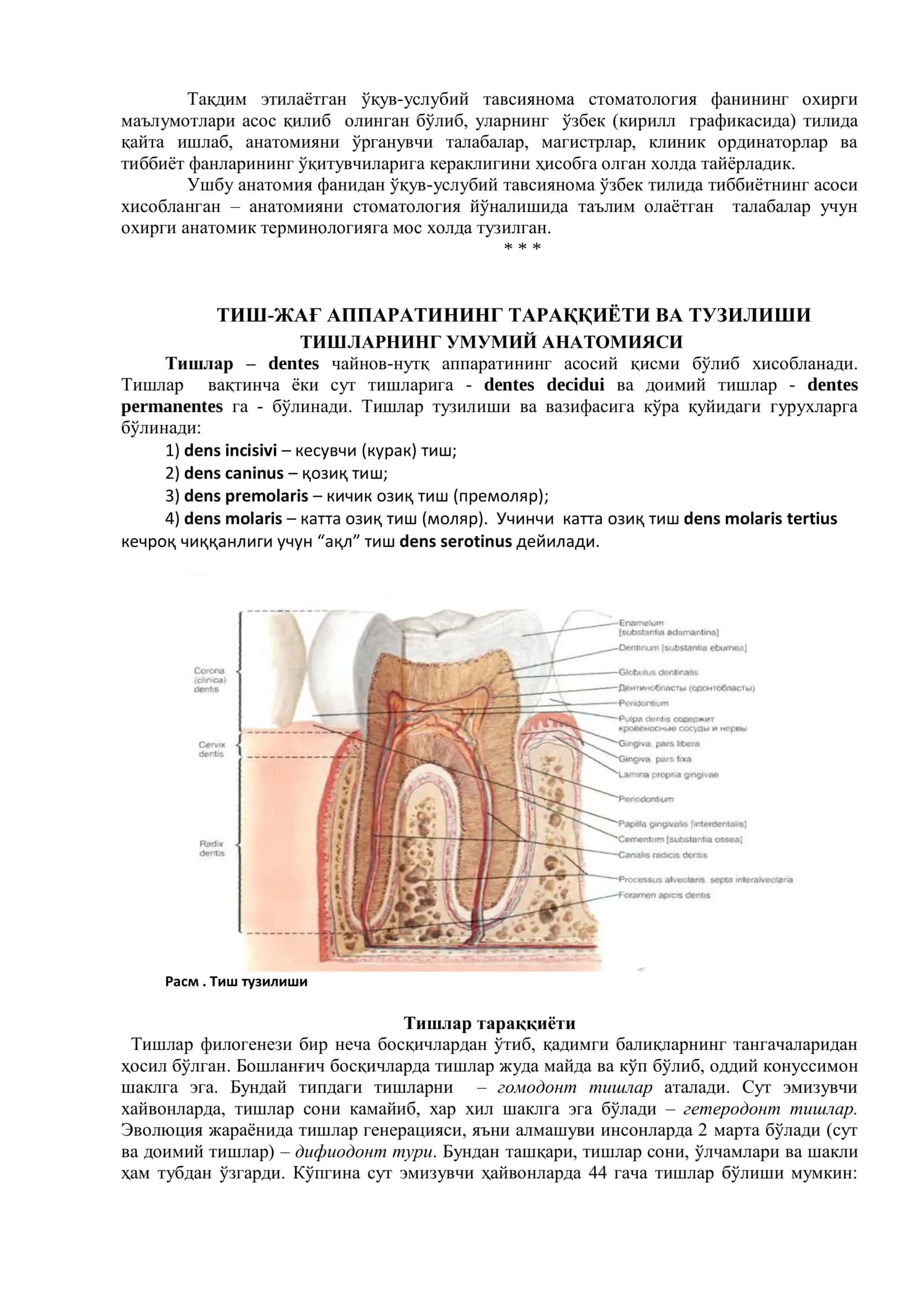 Тишлар анатомия асослари 3