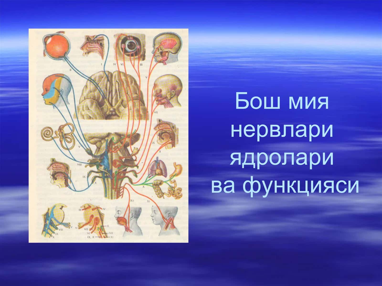 Мия оёқчаларида – III-IV жуфт нервлар 3