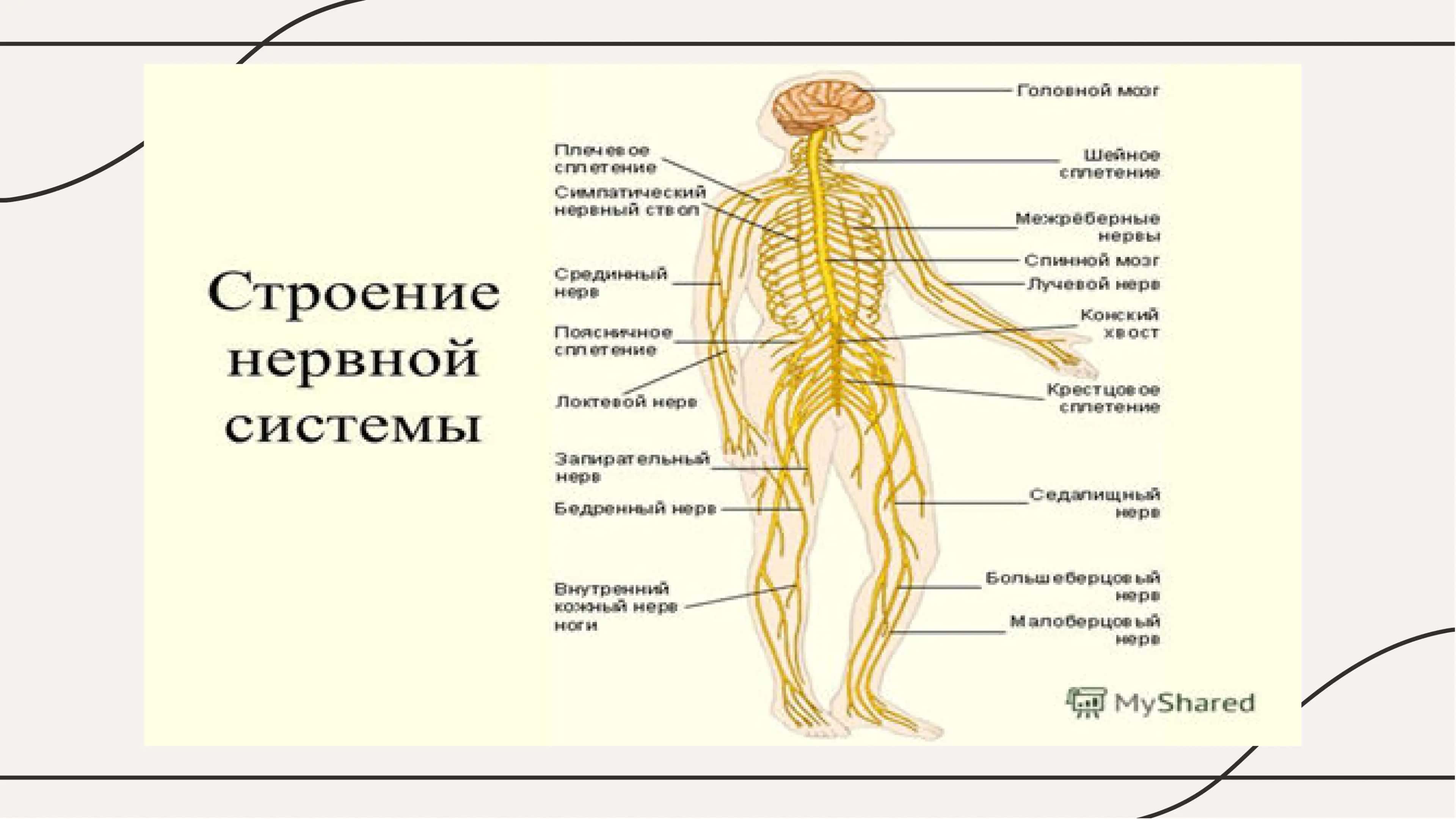 Нервная система 3