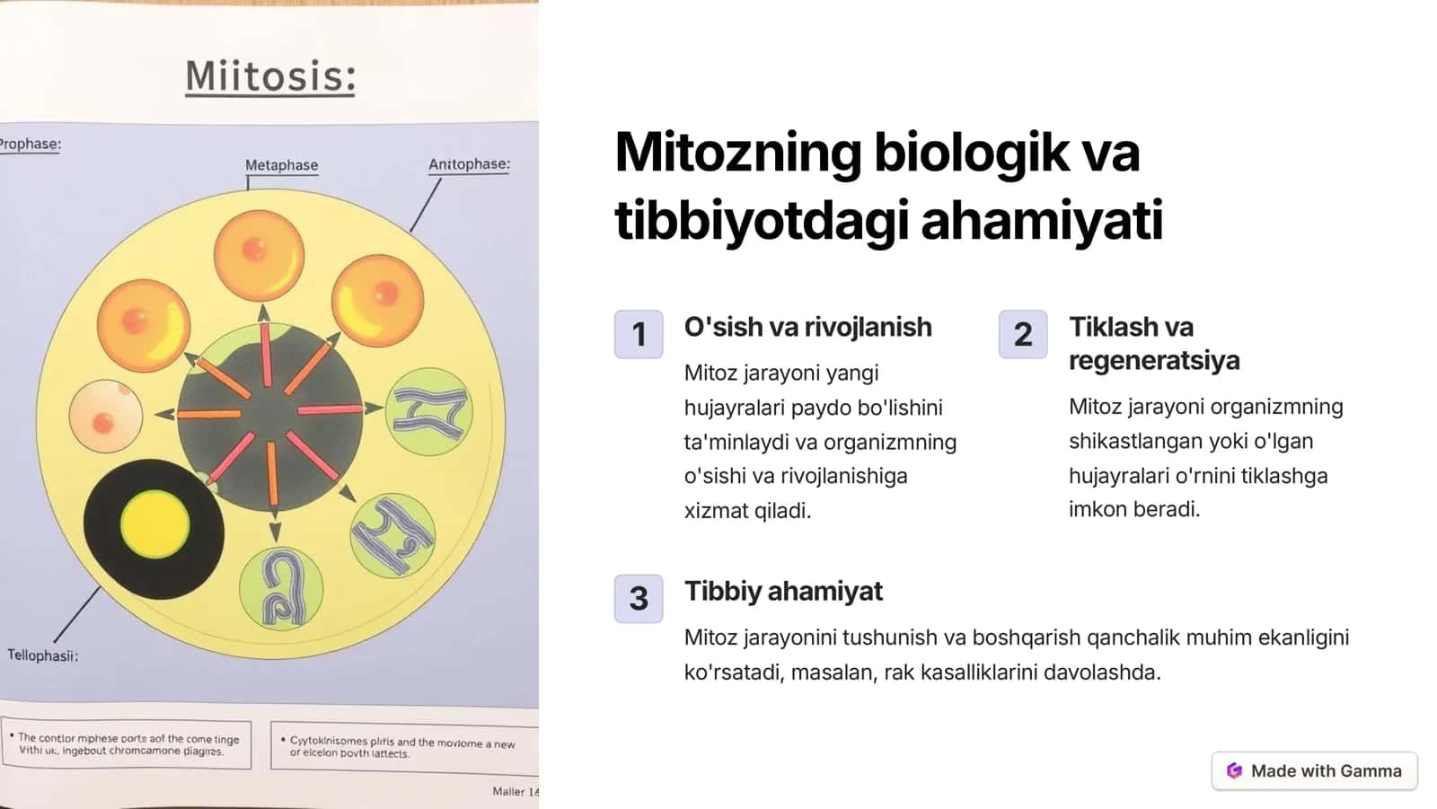 Hujayra sikli va uning davriyligi 3