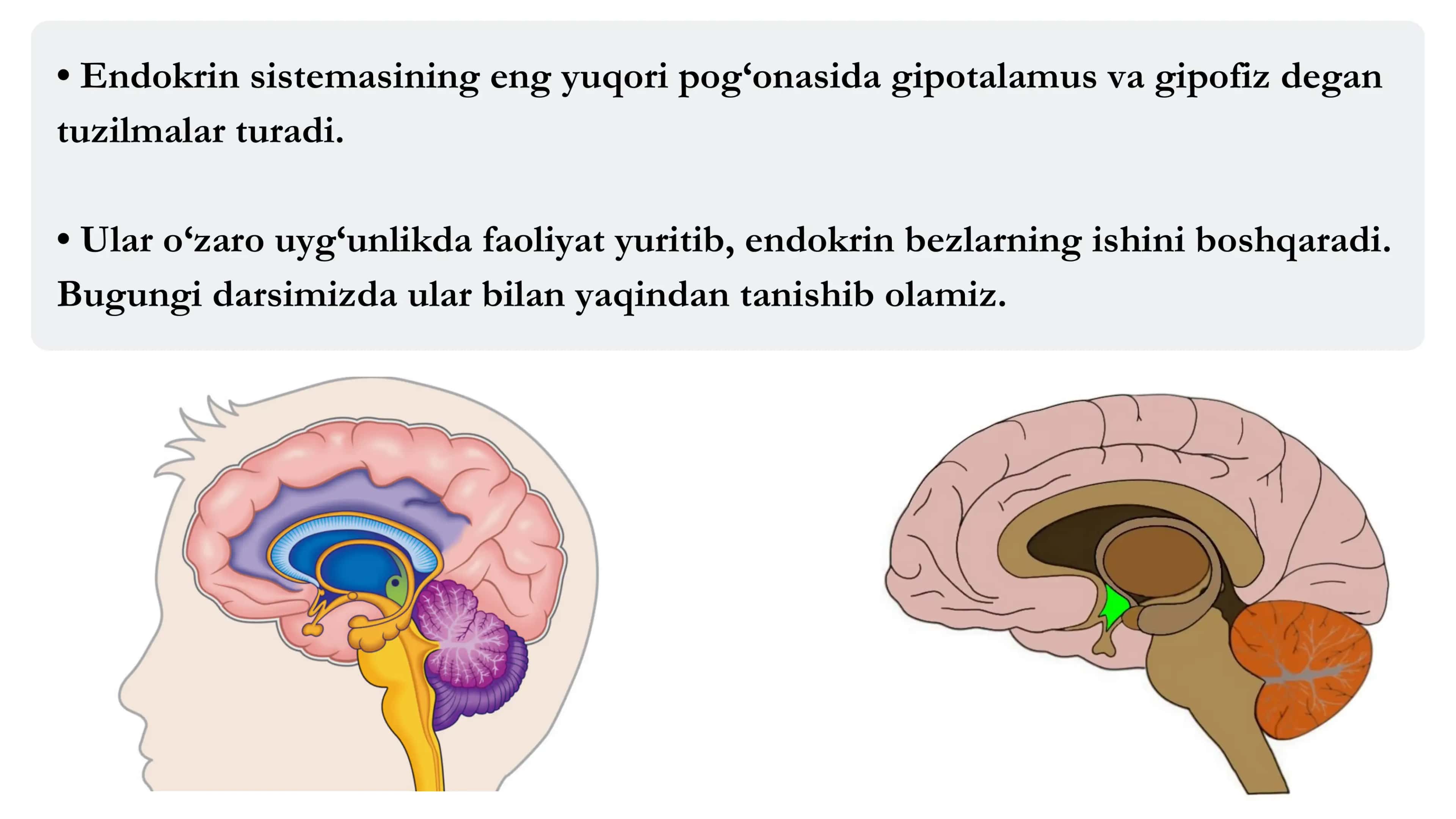Intensiv fiziologiya 3