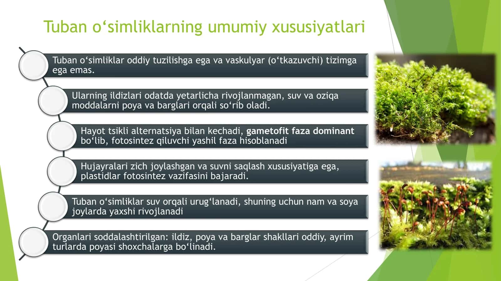 TUBAN O‘SIMLIKLAR 3