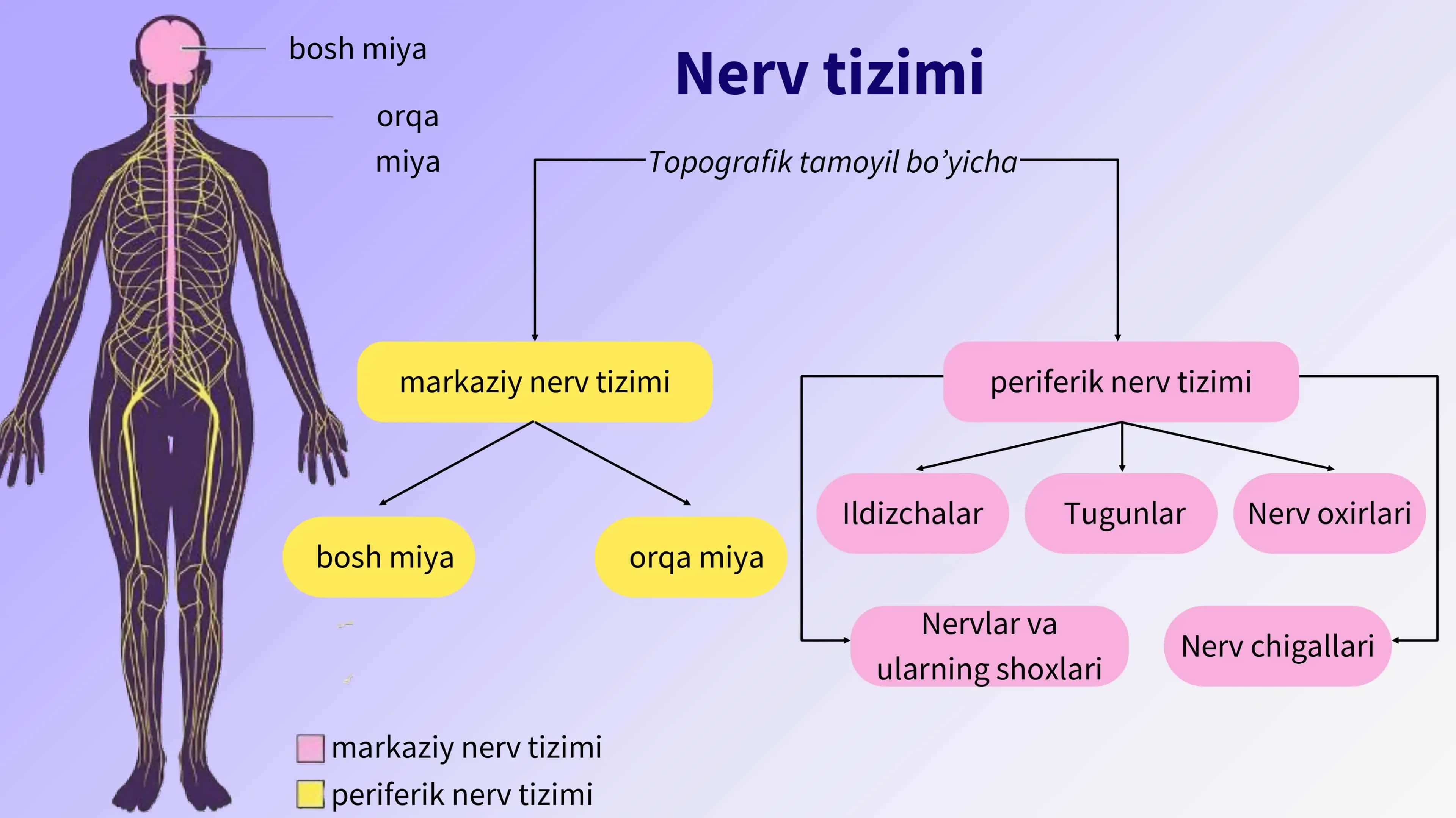 Asab markazlarini o'ziga xosligi 3