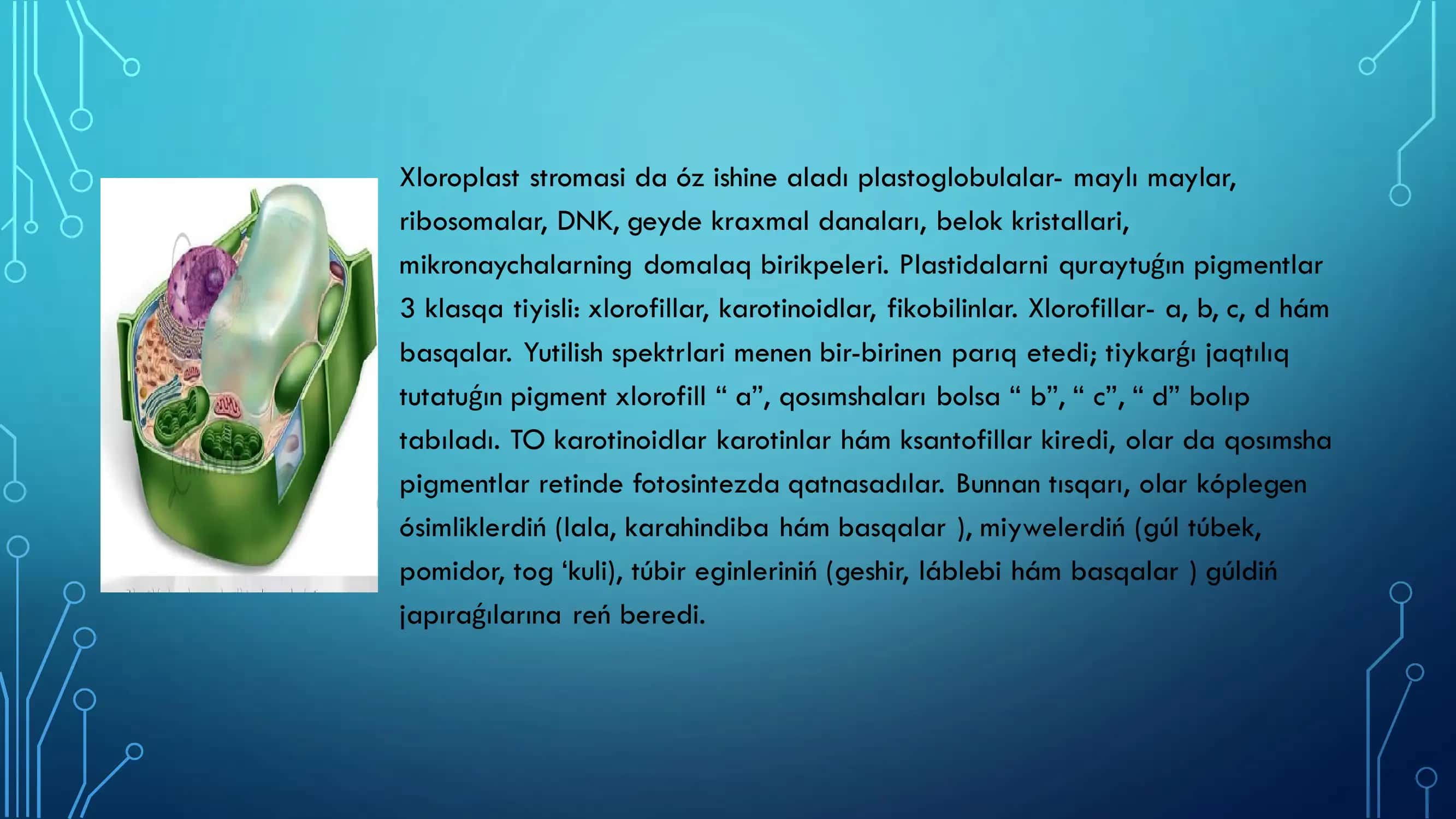 PLASTIDALAR 3