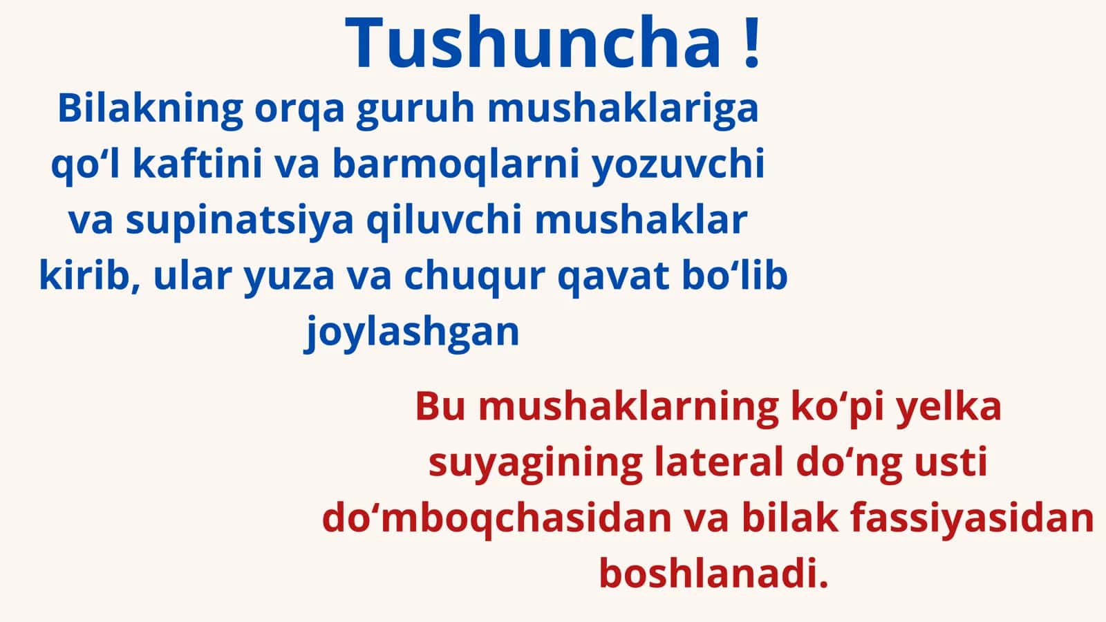 Bilakning orqa guruh mushaklari 3