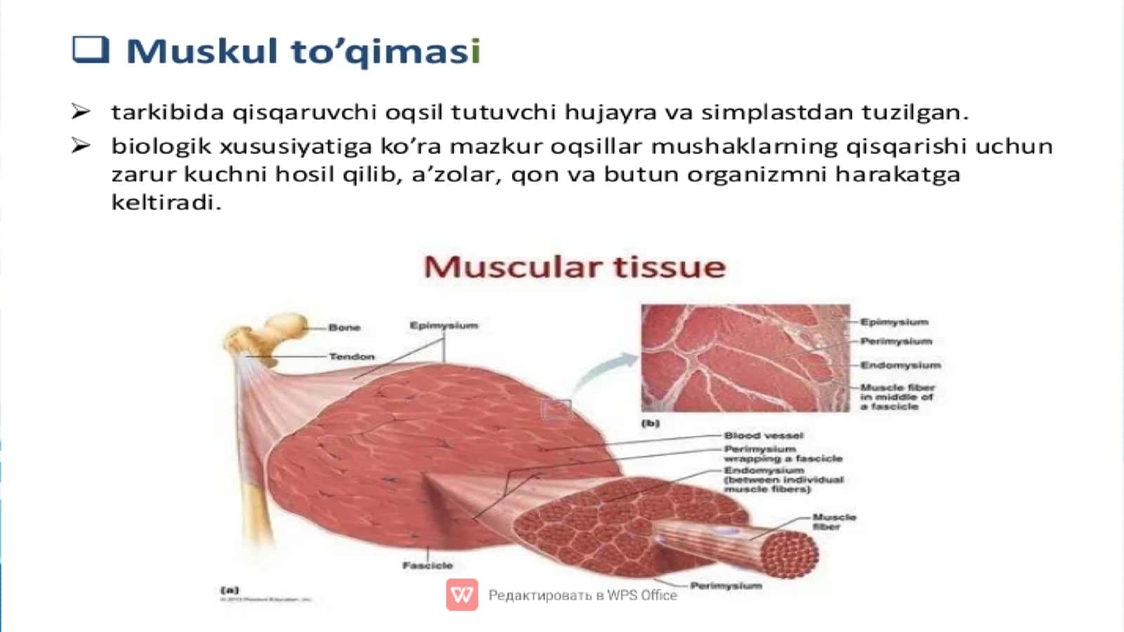 Muskul toʻqimasi 3
