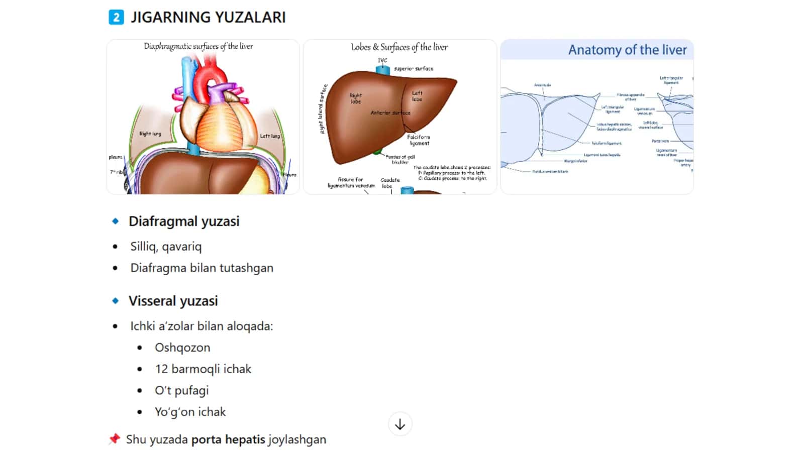 Jigar anatomiyasi 3