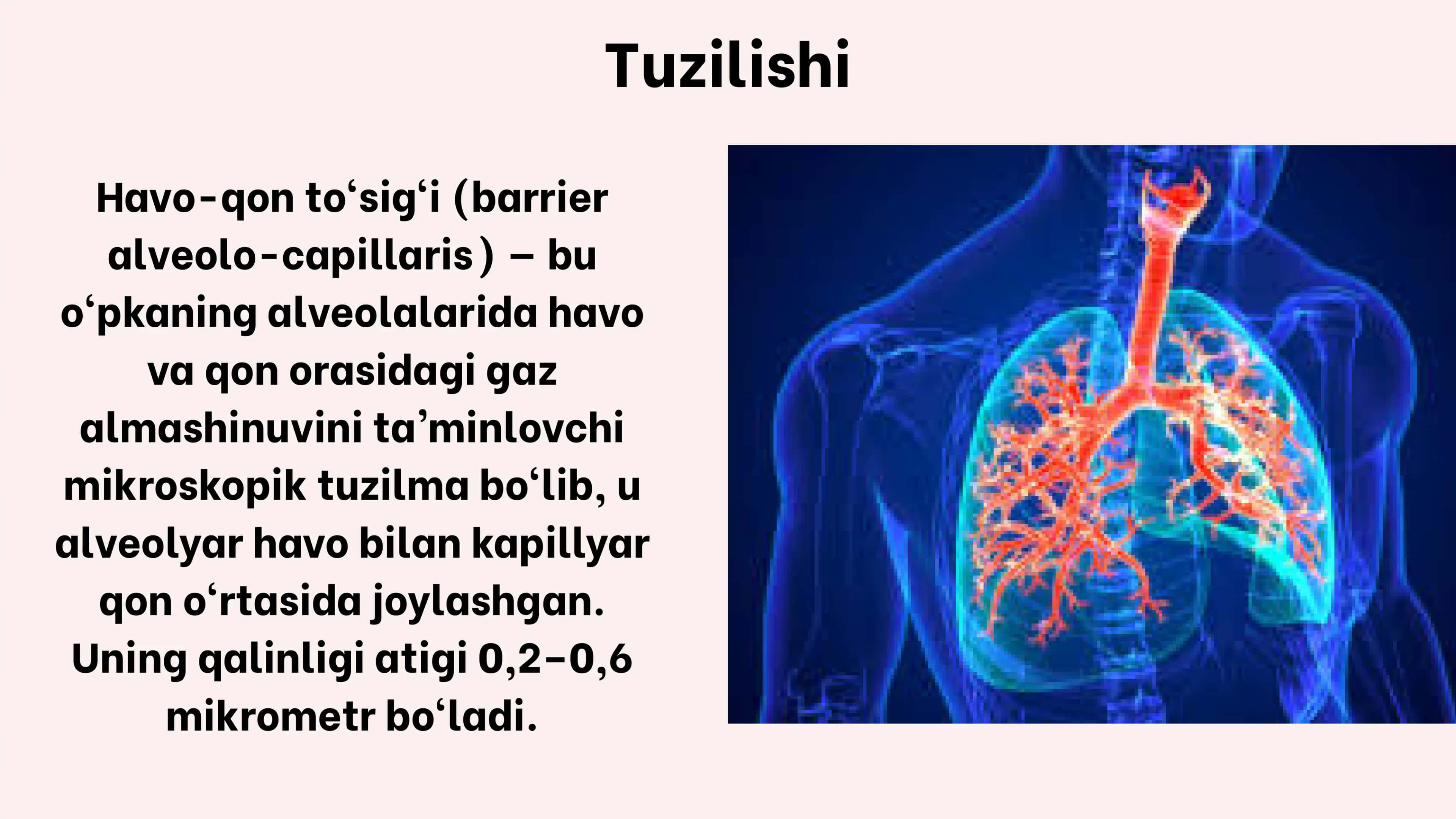 Havo-qon to'sig'ining tuzilishi, vazifalari va patalogiyasi. Atsinusning gistofiziologiyasi. O'pkani 3