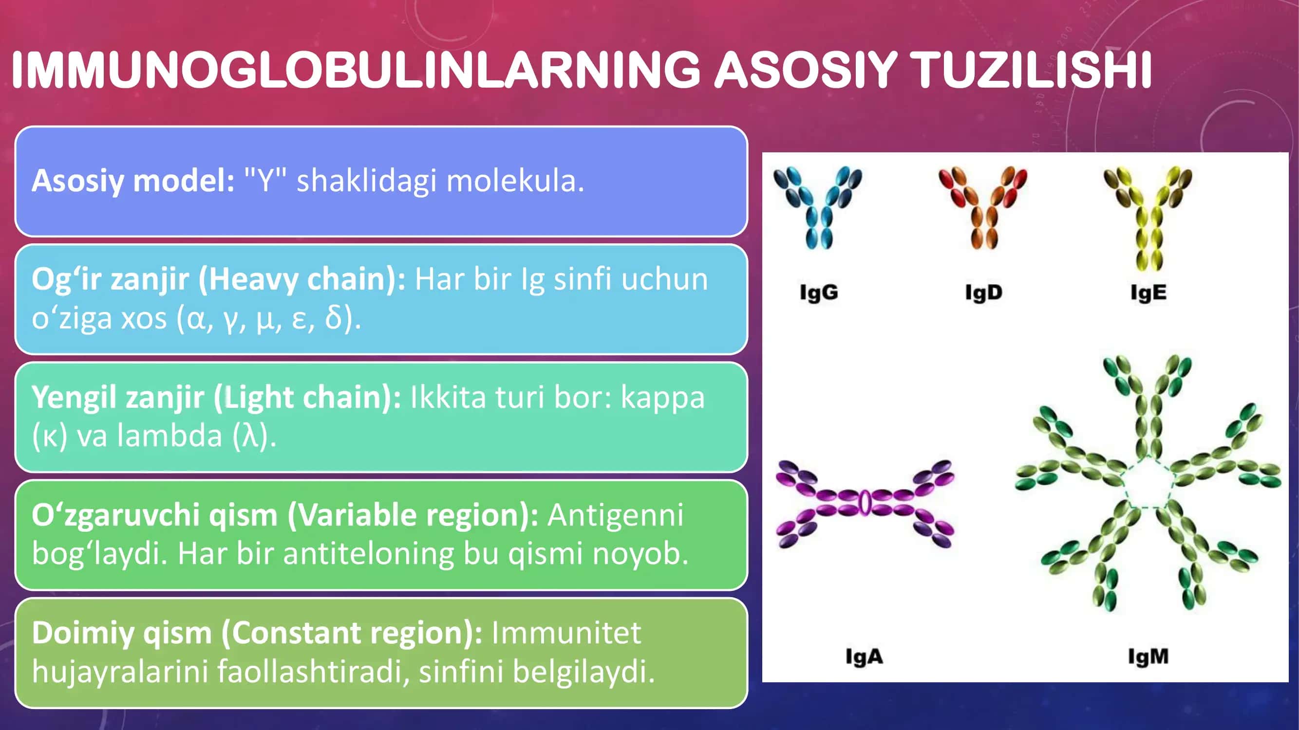 Immunoglobulinlar (Antitelolar) 3