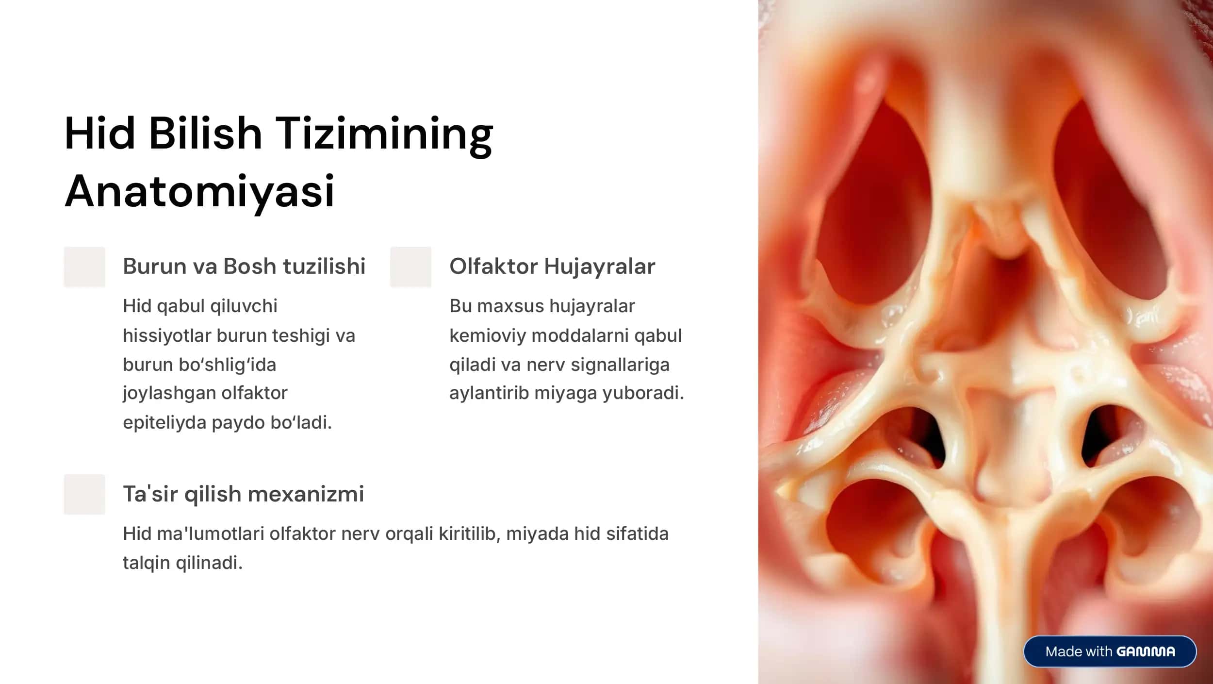 Tam va Hid Bilish A'zolarining Vazifaviy Anatomiyasi 3