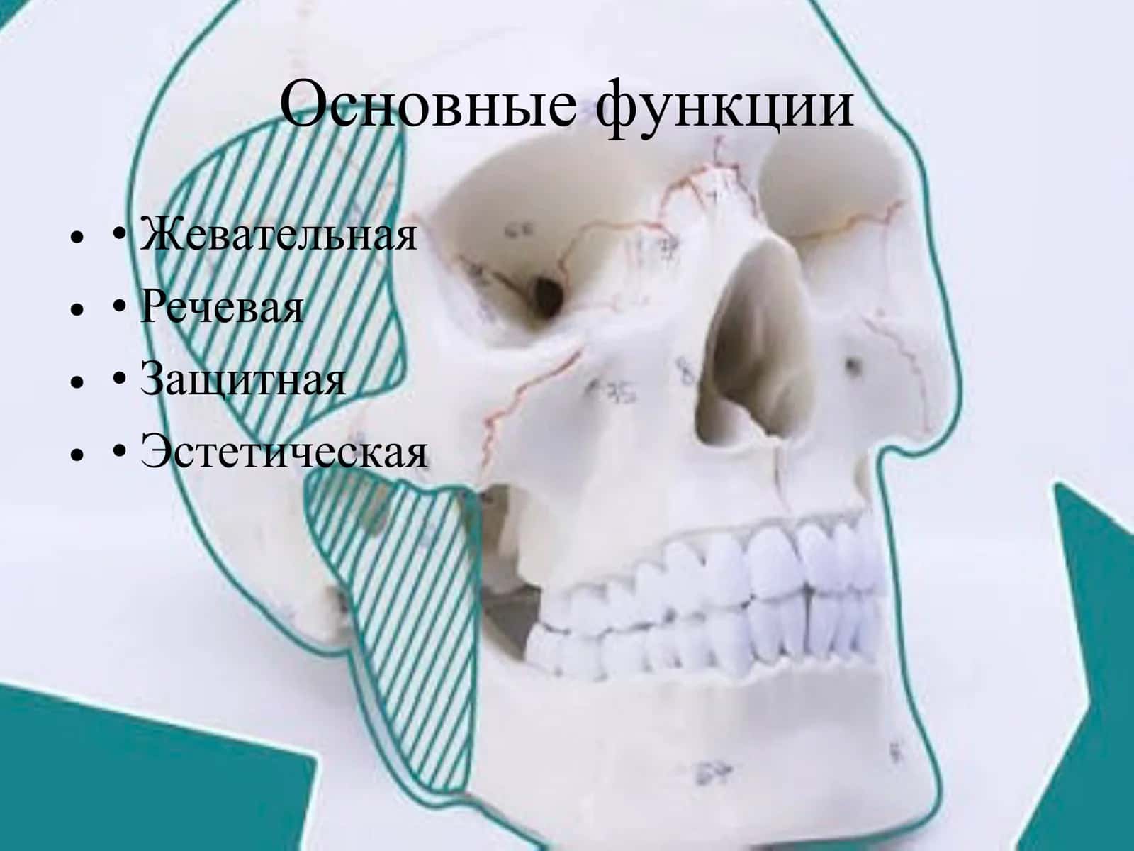 Жевательный аппарат 3