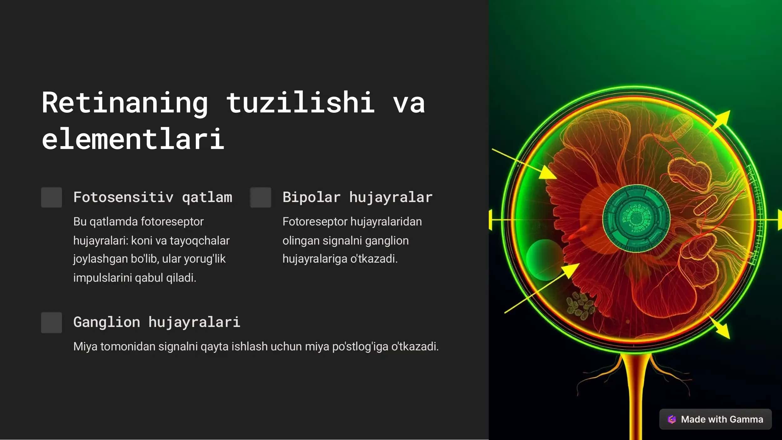 Fotoresepsiyaning morfologik asoslari 3