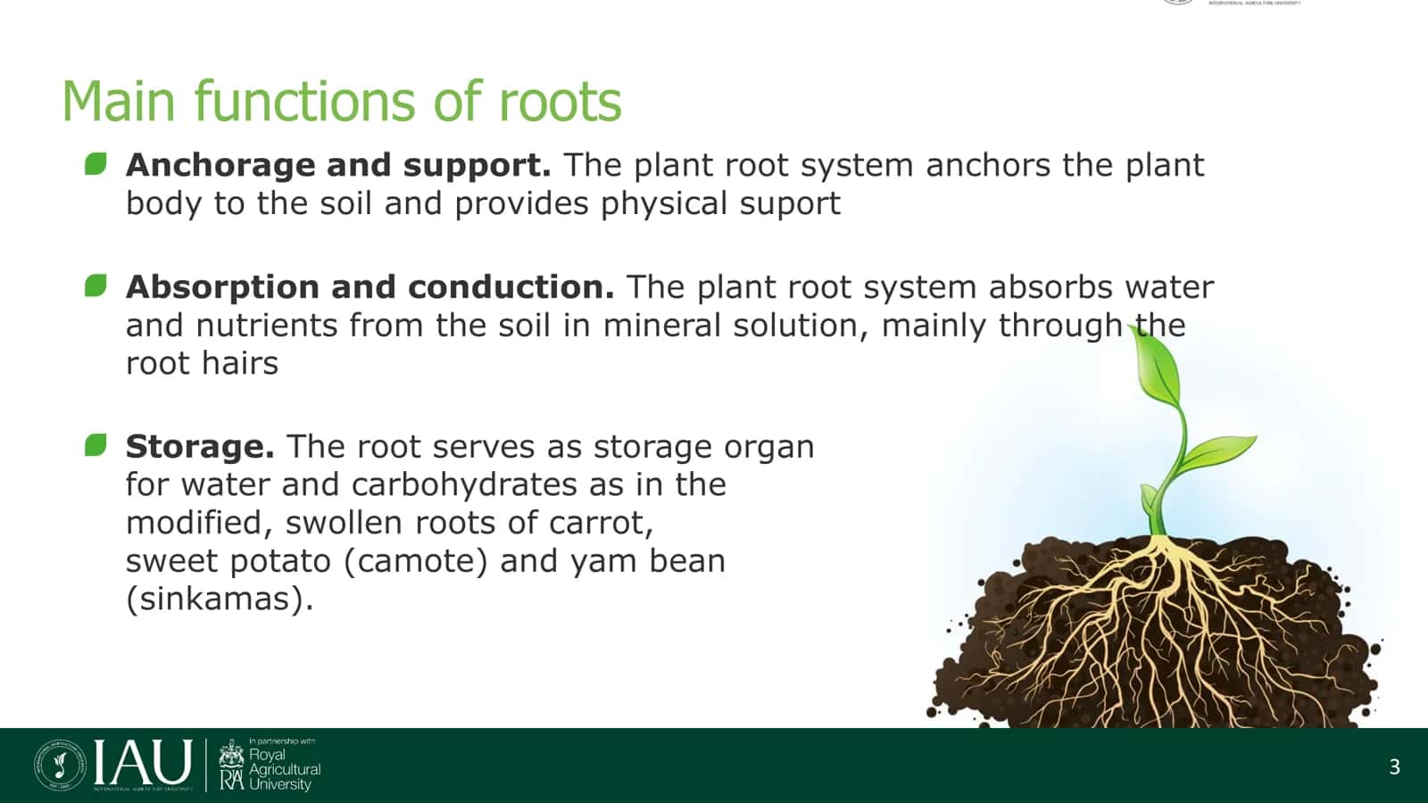 Root Growth and Development 3