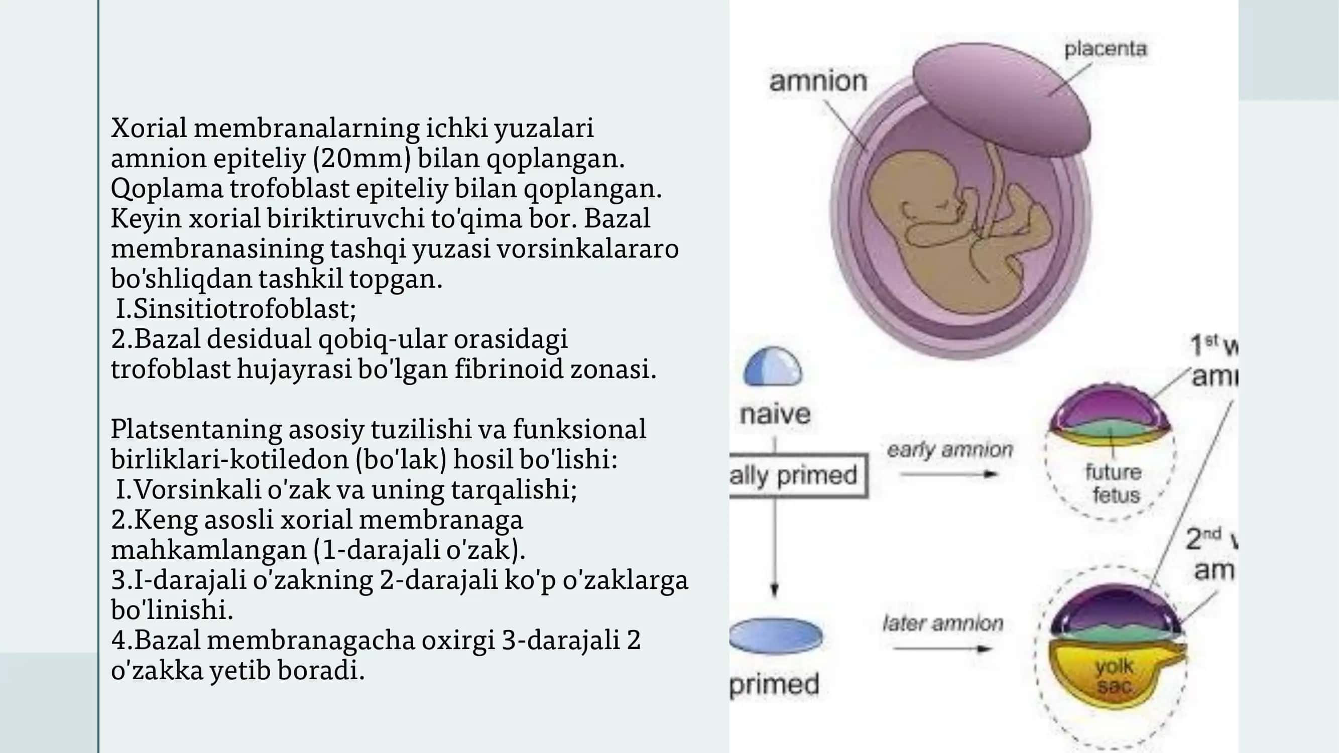 FETOPLATSENTAR (ONA-PLATSENTA-HOMILA) TIZIMI 3