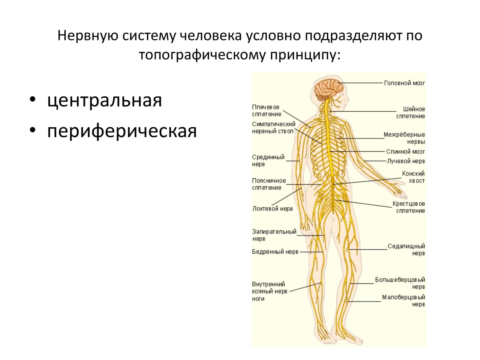 Центральная Нервная Система 3