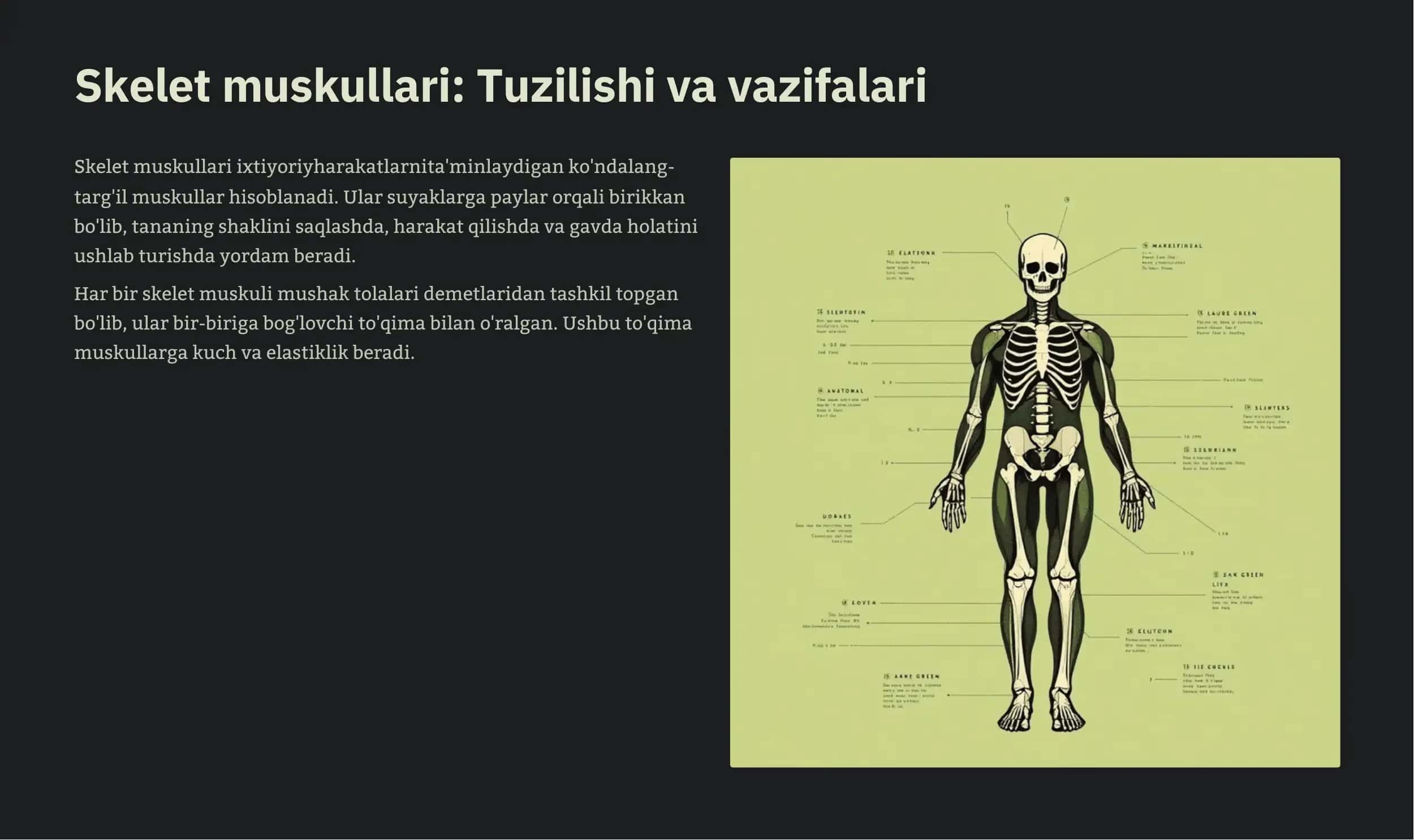 Miologiya: Muskullar tizimi 3