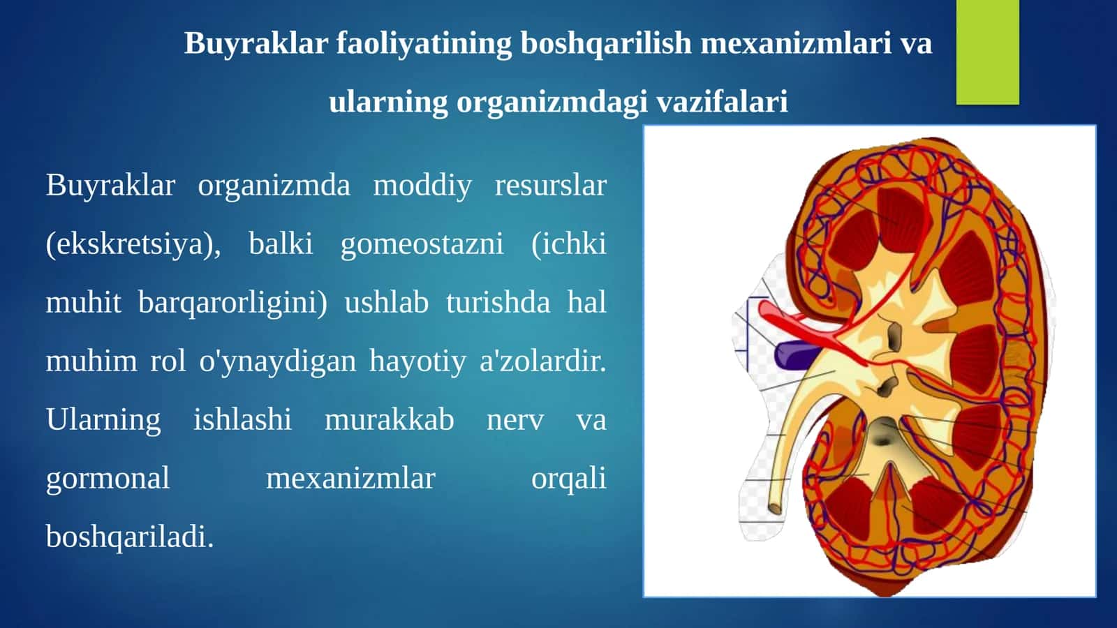 BUYRAKLAR FAOLIYATINING BOSHQARILISHI 3
