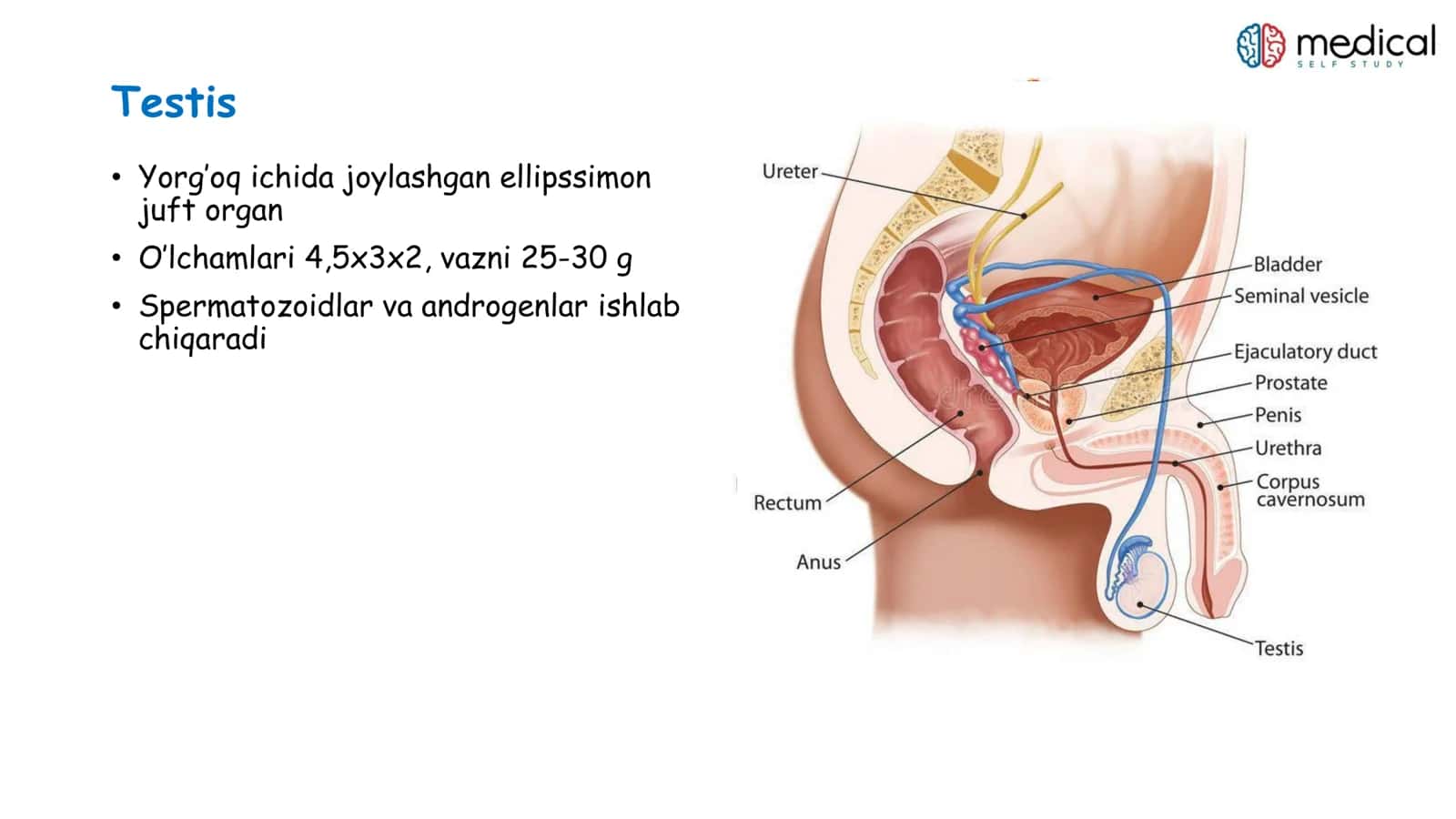 Organa genitalia masculina 3