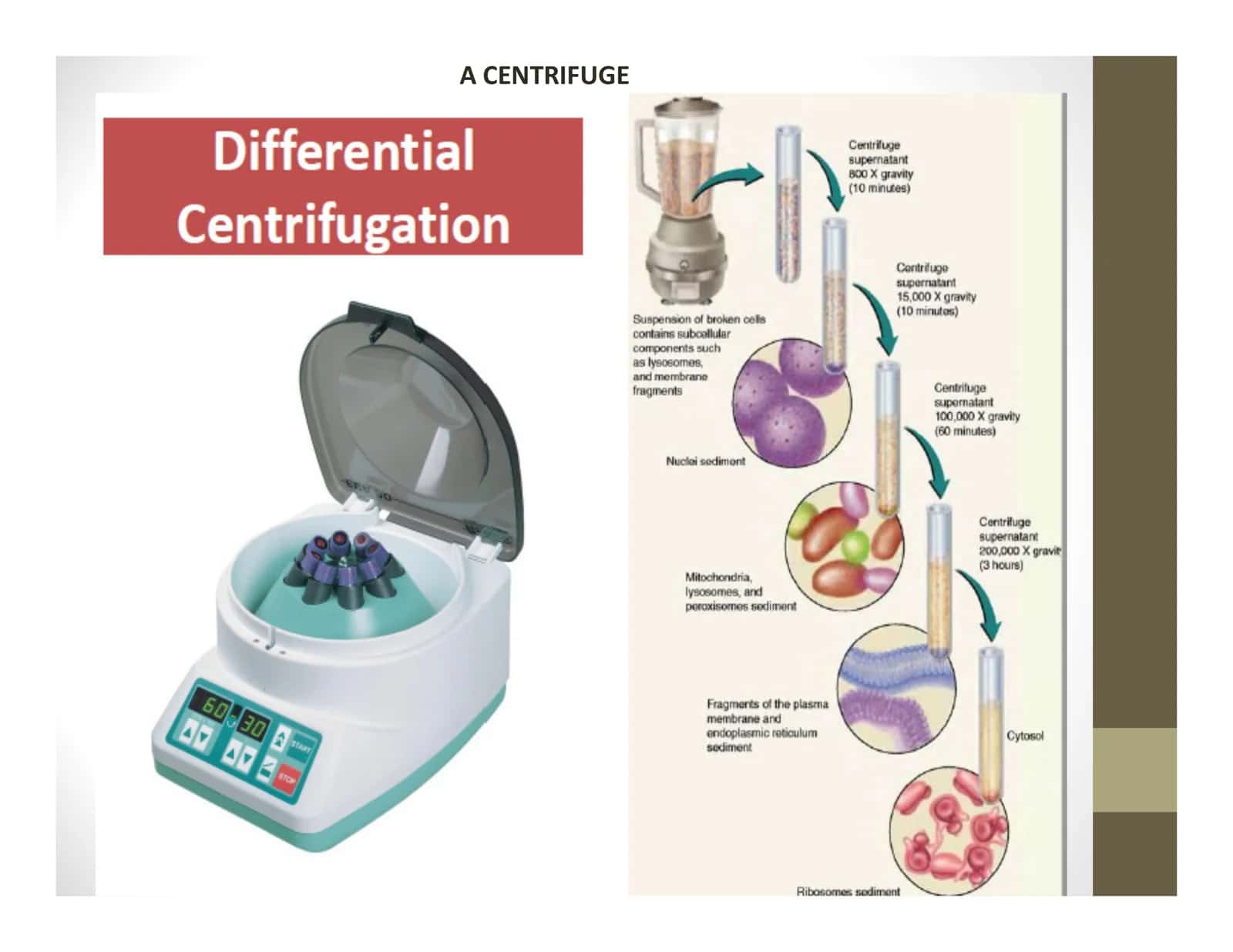 ISOLATION, PURIFICATION AND CHARACTERISATION OF ENZYMES 3