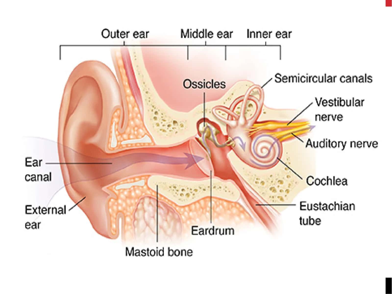 Қулоқ кири (cerumen) 3