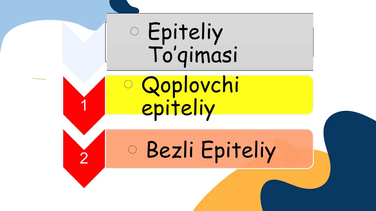 Epiteliy toʻqimasi 3