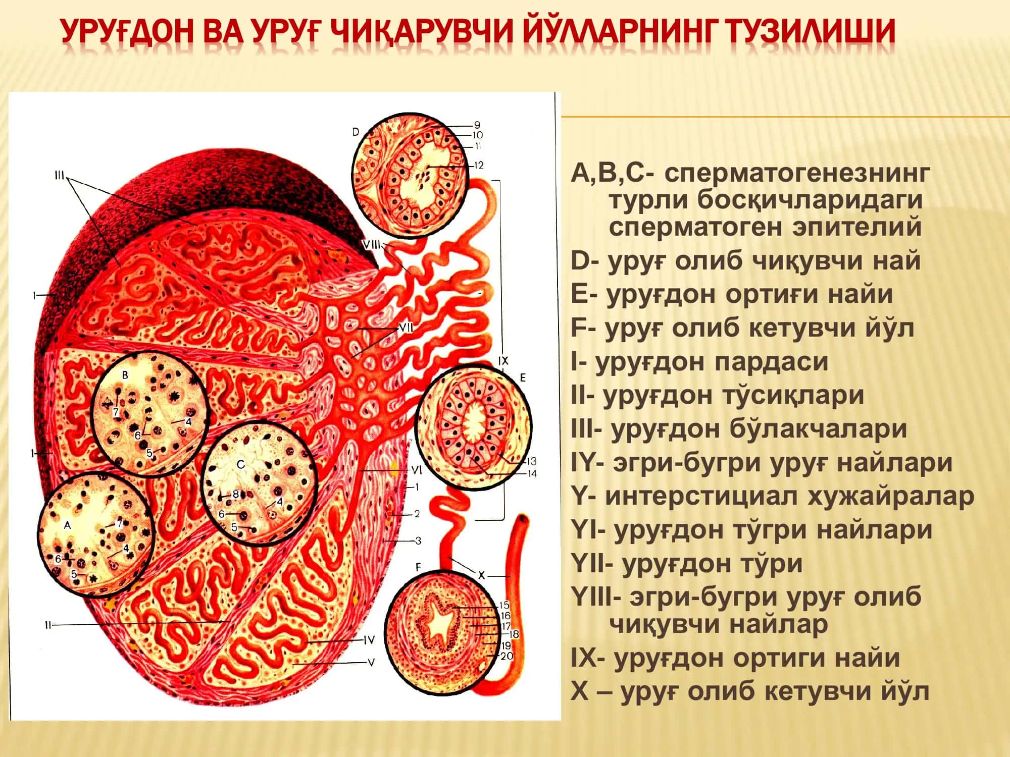ЭРКАКЛАР ЖИНСИЙ СИСТЕМАСИ 3