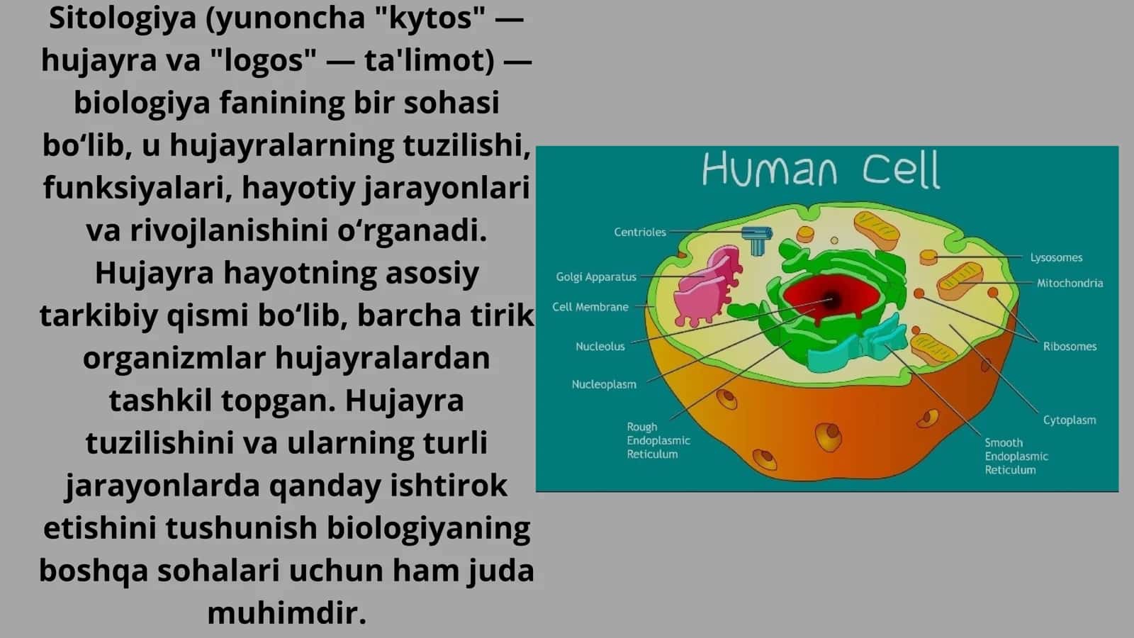Sitalogiya (hujayra organoidlari haqida) 3