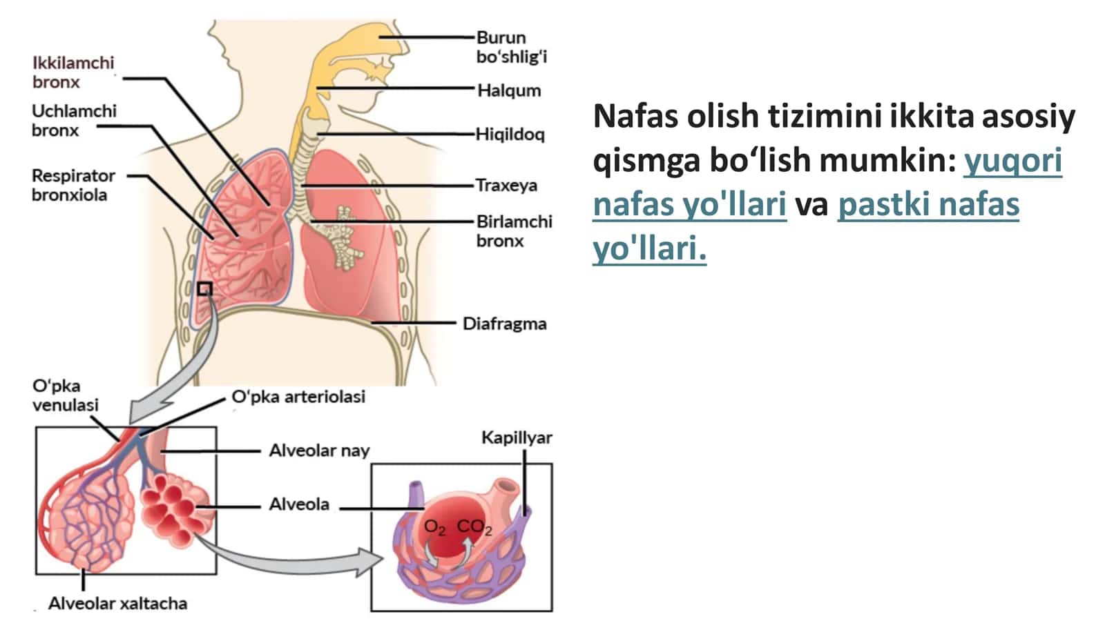 Nafas a’zolarining rivojlanishi 3