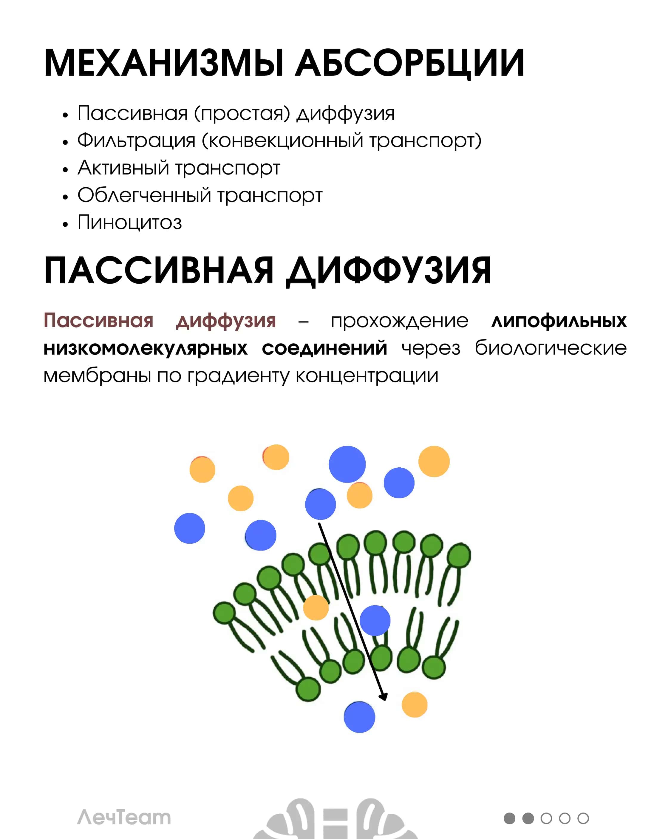 Абсорбция лекарств 3