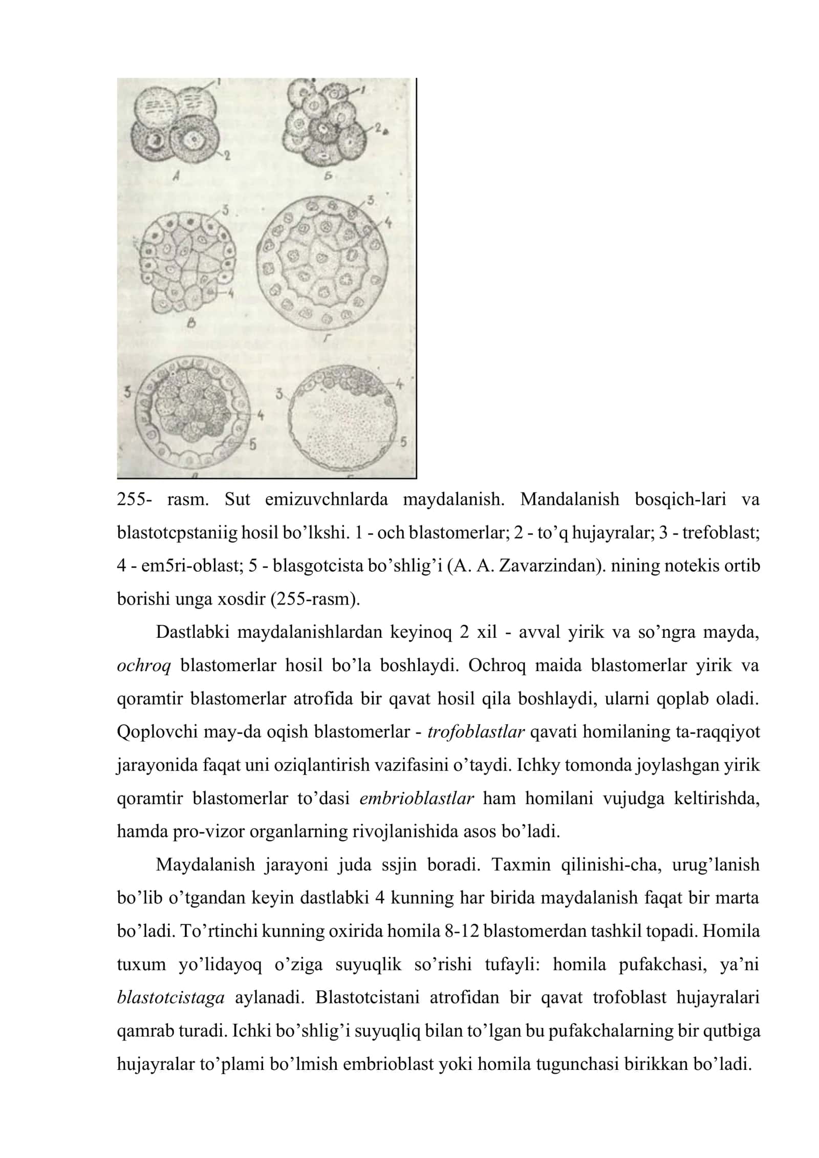 Odam embriologiyasining asoslari 3