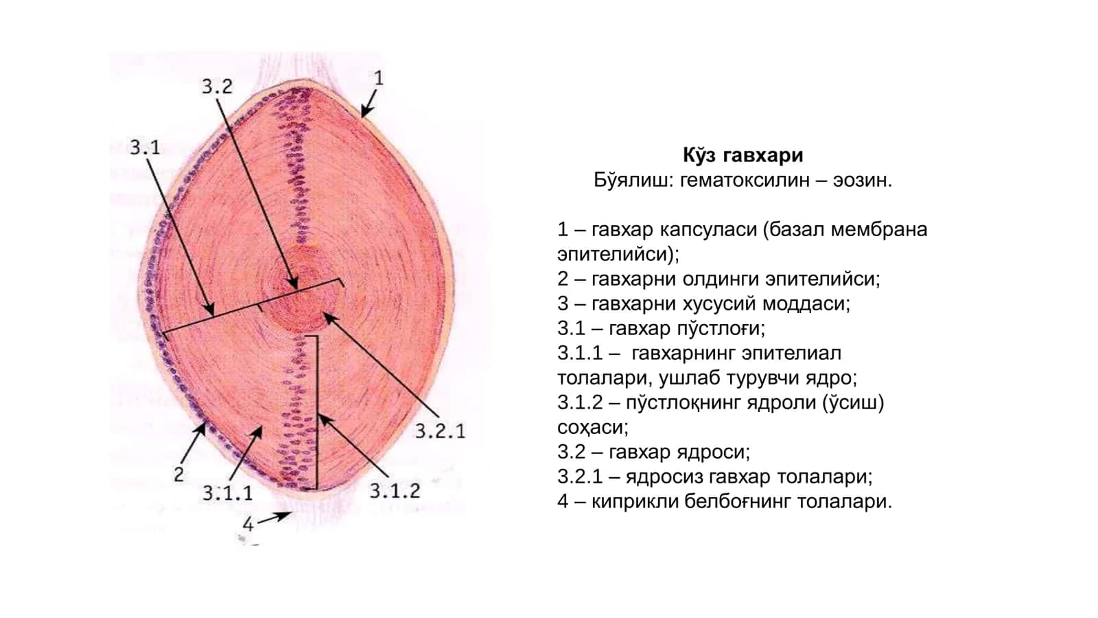 Кўз олмаси (ярим схематик расм) 3