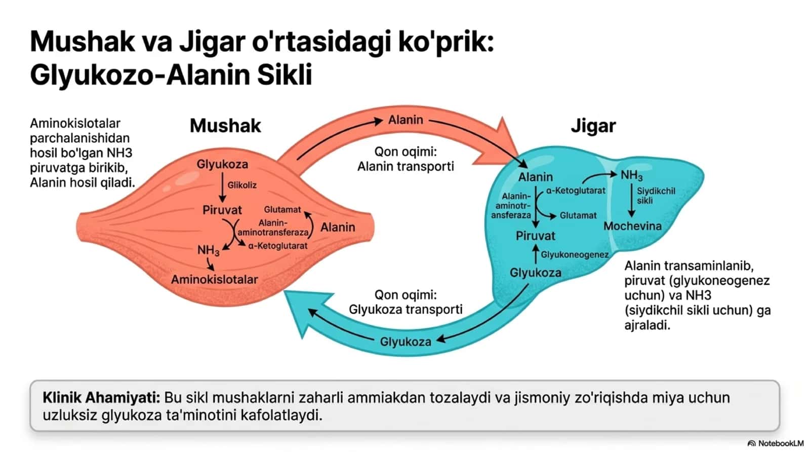 Jigar biokimyosislayd 3