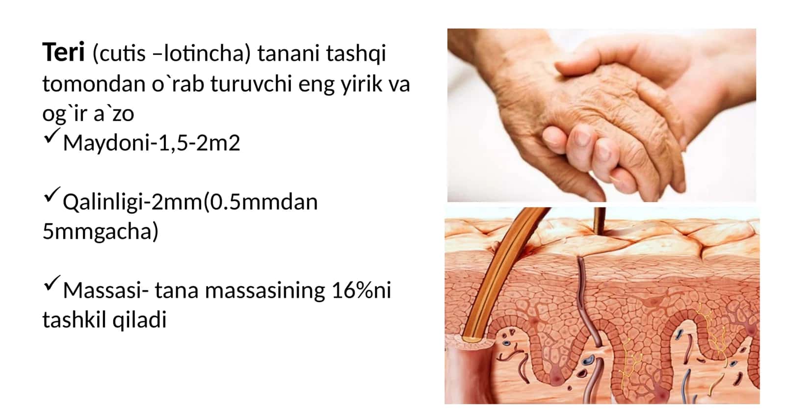 TERI GISTALOGIYASI 3