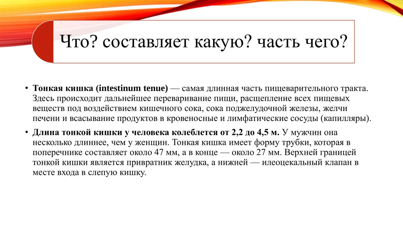 Тонкая кишка (intestinum tenue) 3