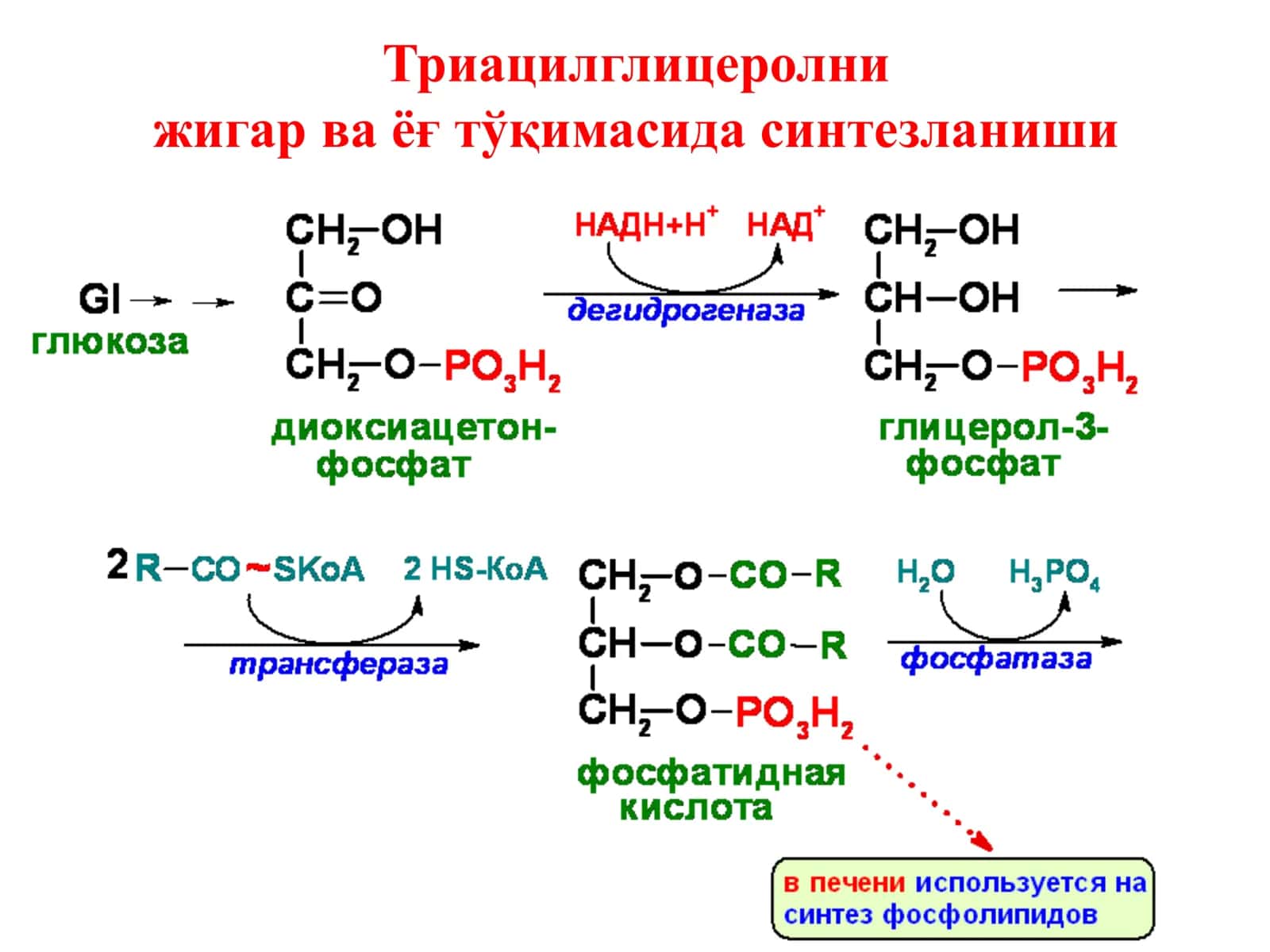 Ёғларнинг оралиқ алмашинуви 3