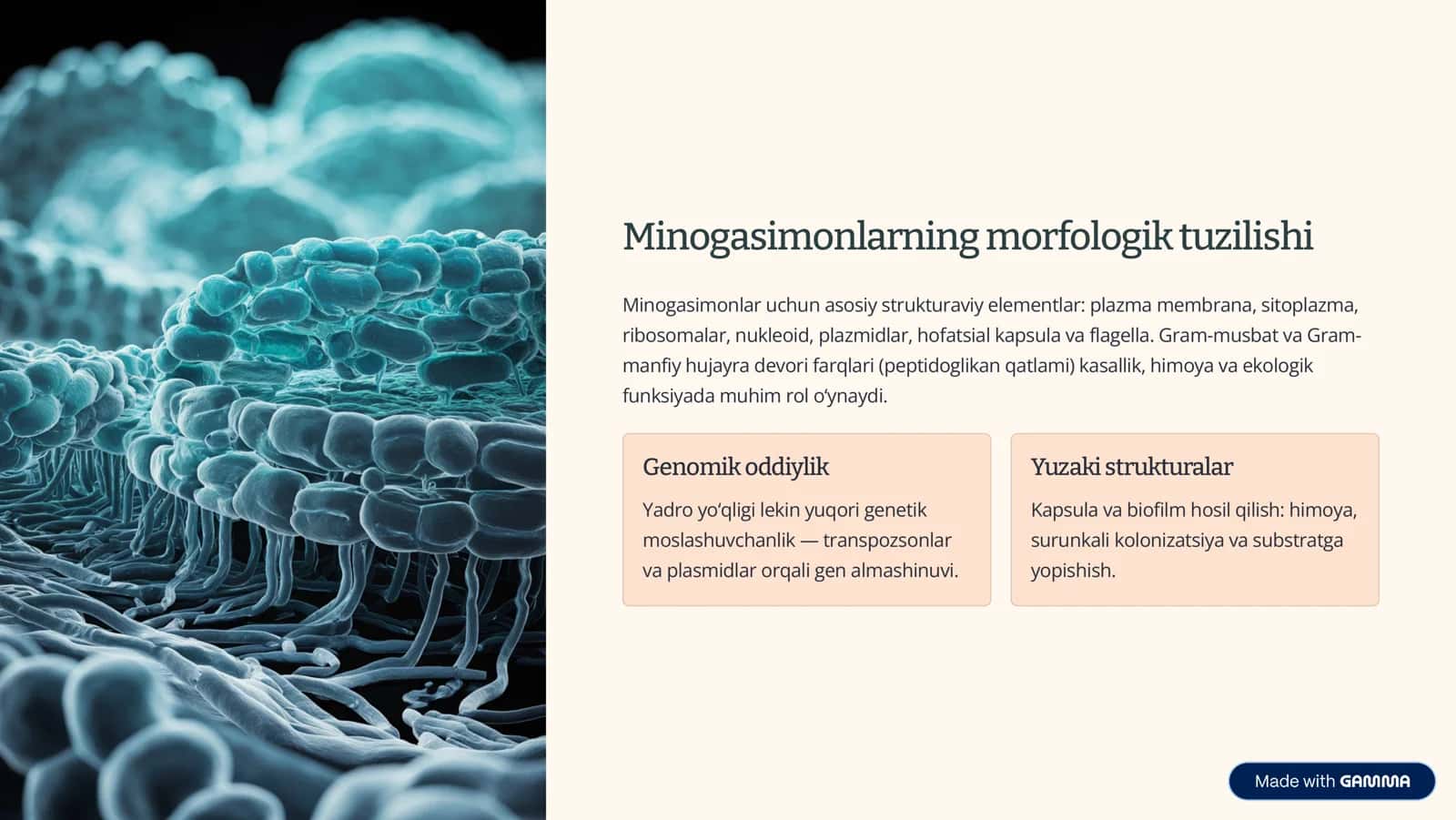Minogasimonlar va Miksinalar 3