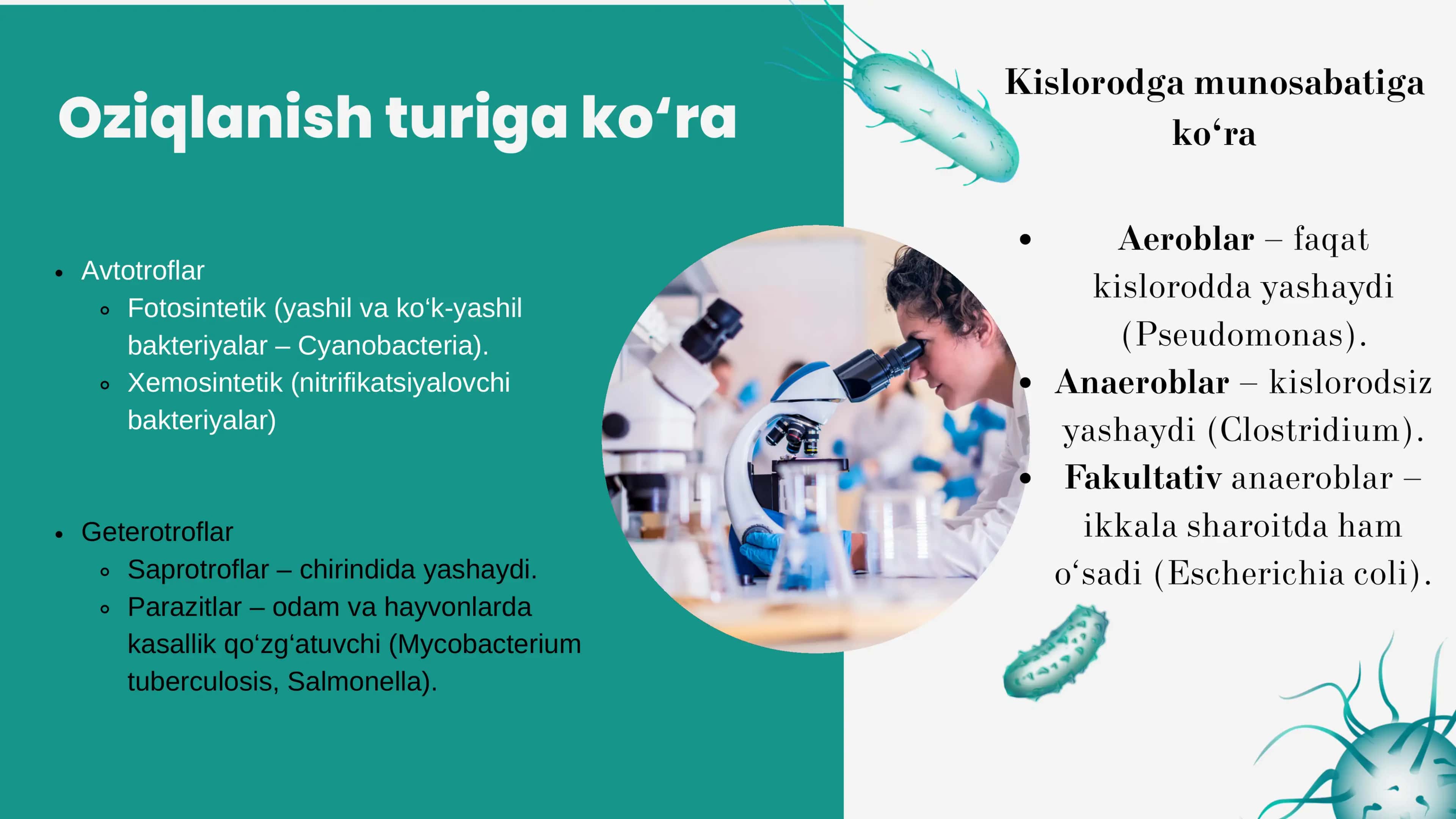 BAKTERIALARNI KLASSIFIKATSIYASI 3