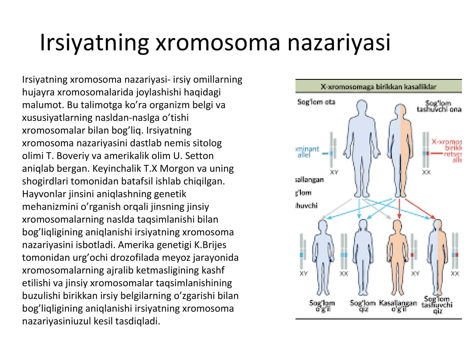 Irsiyatning xromosoma nazariyasi 3