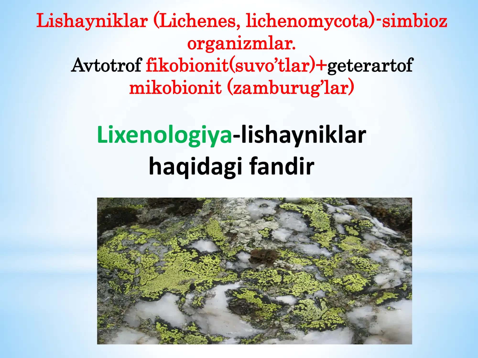 Lishayniklar bo’limi (Lichenes) 3