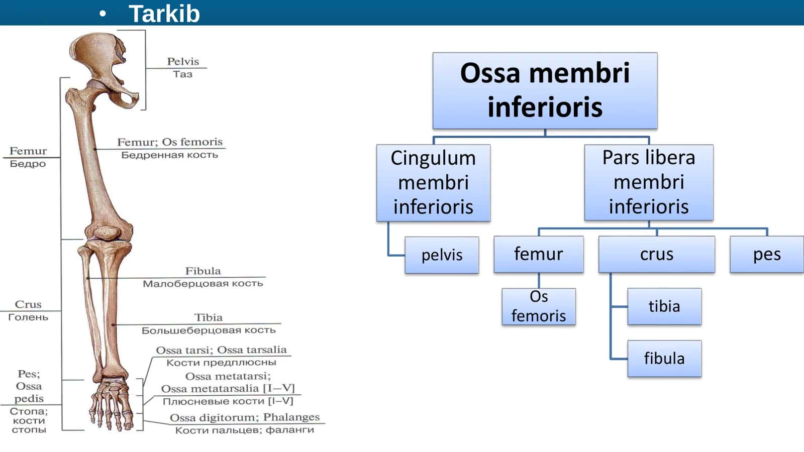 ANATOMIYA Osteologiya Dars 4 Tarkib 3