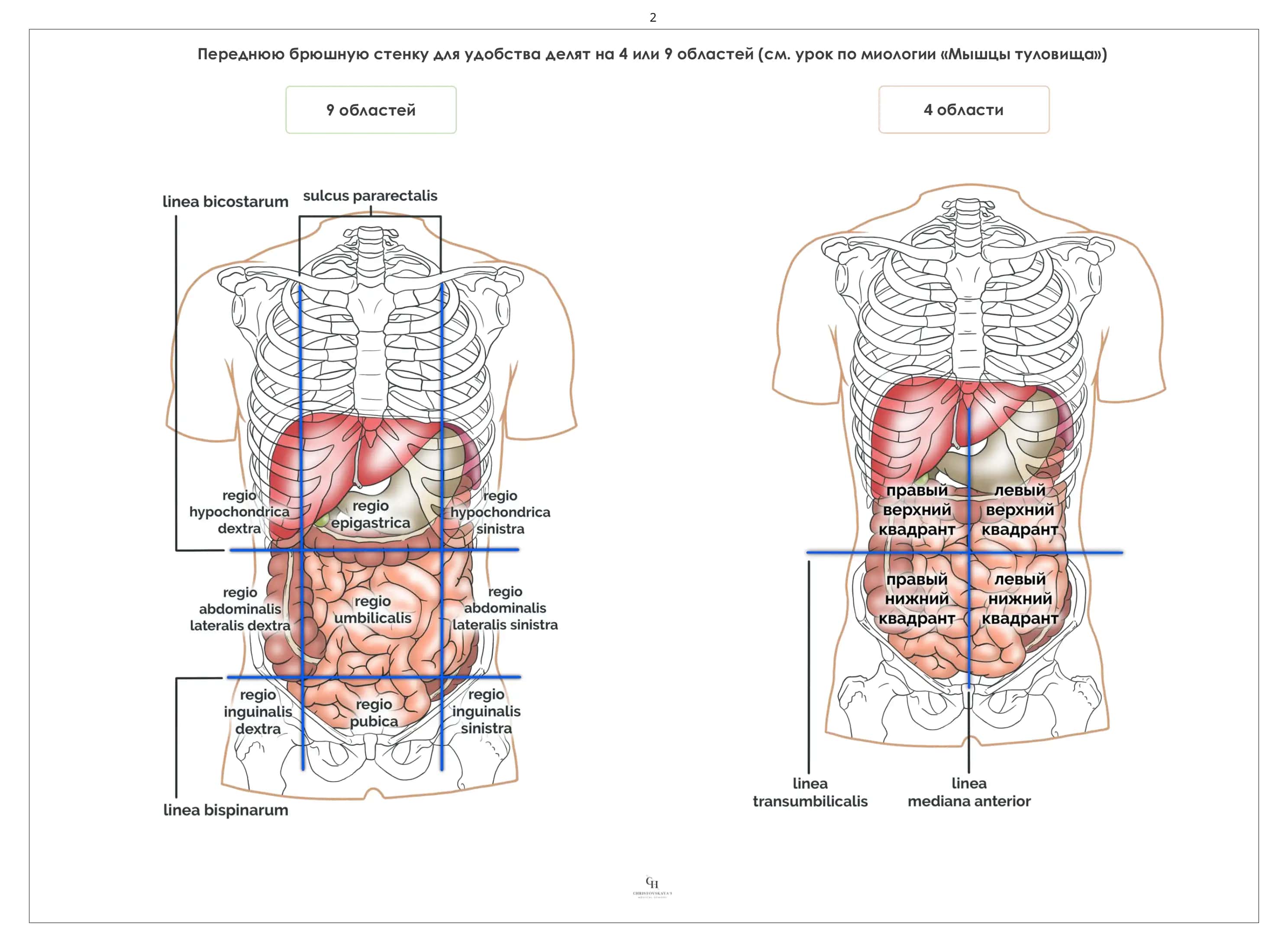 Cavitas abdominalis et peritoneum 3