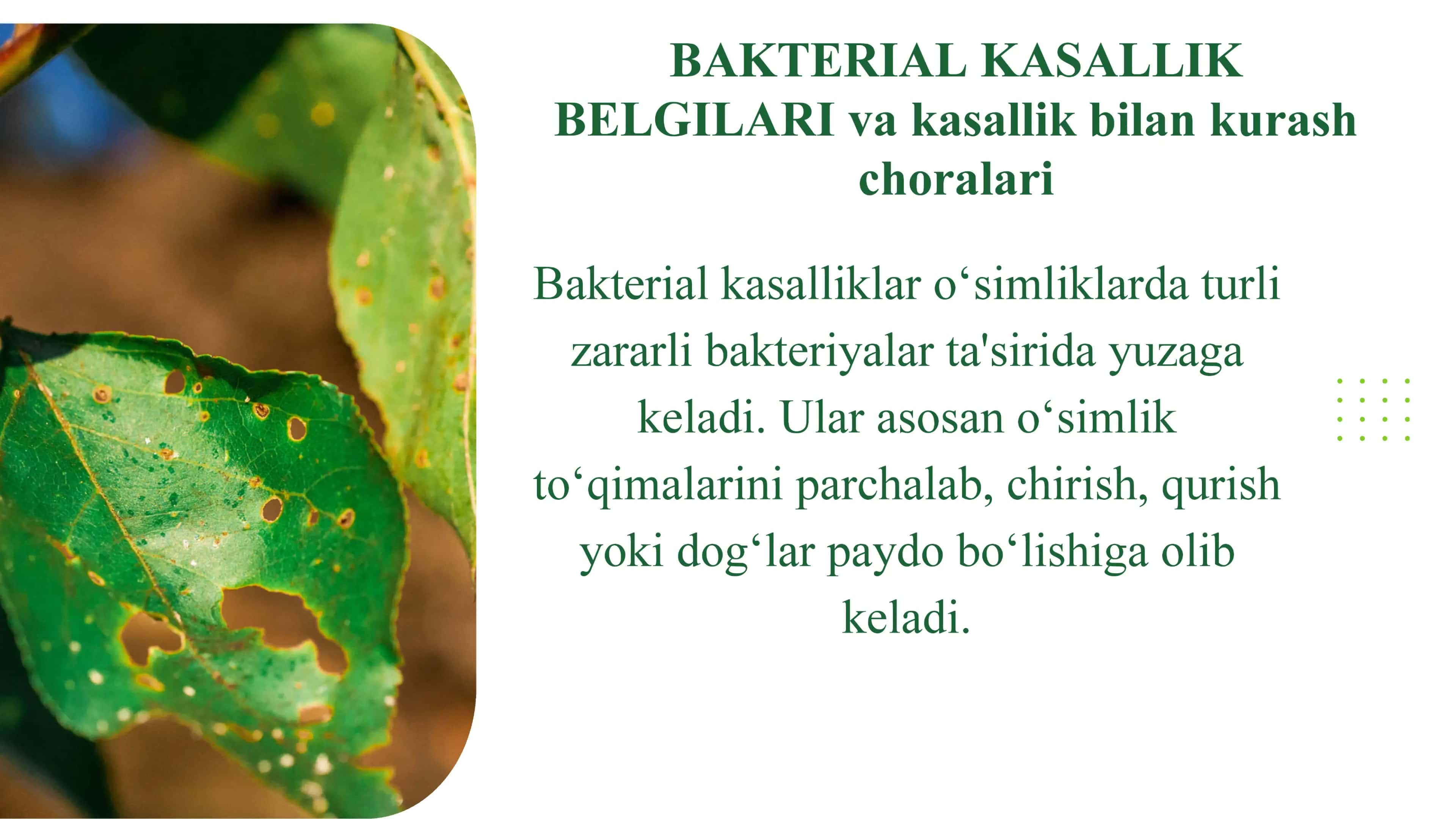 Oʻsimlik kasalliklar asosiy belgilari 3
