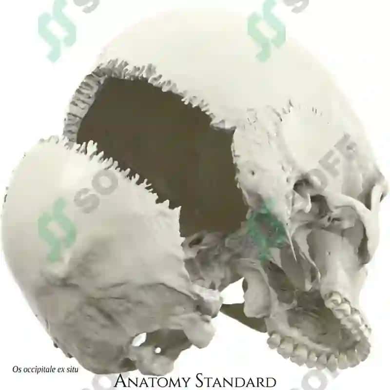 Kalla skeleti 3