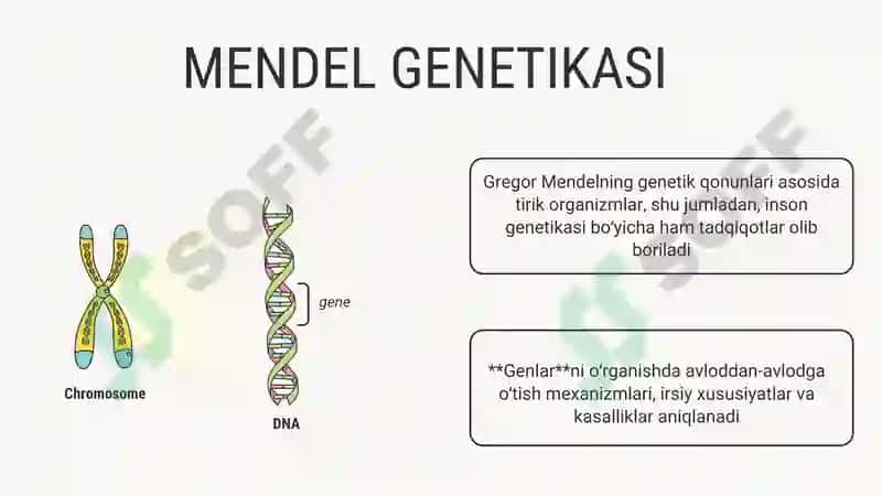 Mavzu: Odamlar genetikasi (genetika) 3