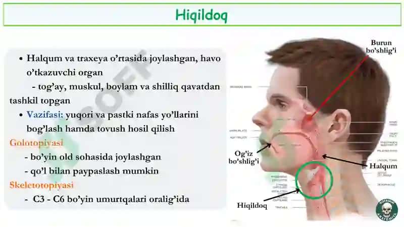 Hiqildoq anatomiyasi 3